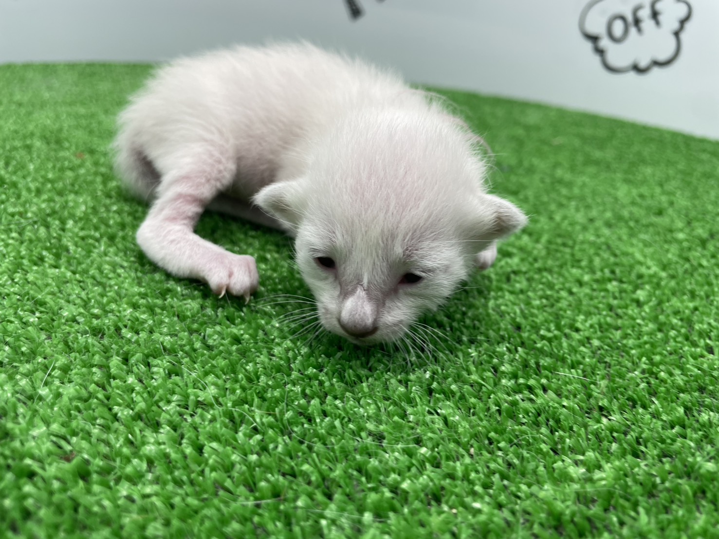 赤ちゃん写真1-1