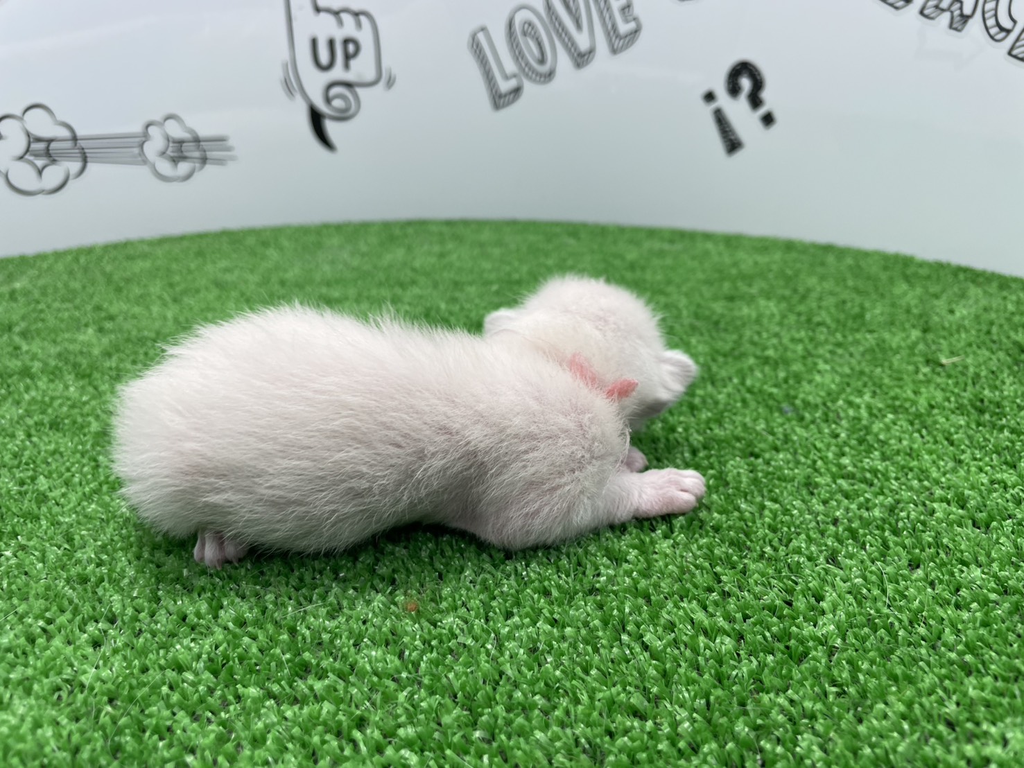 赤ちゃん写真1-2