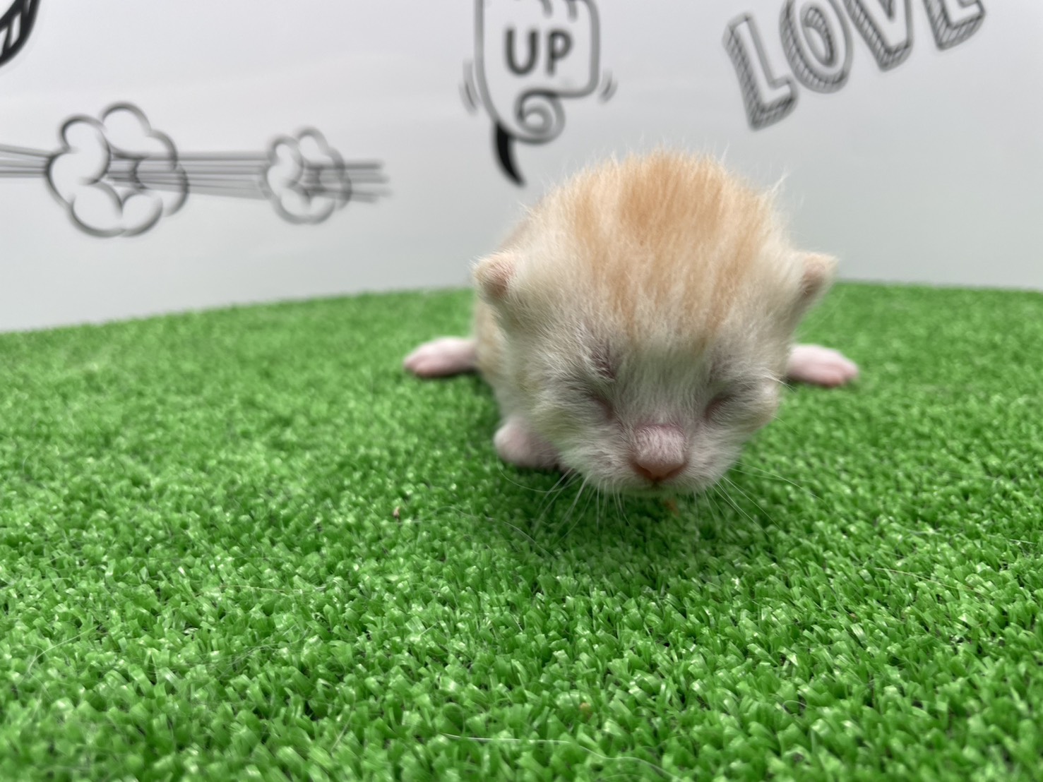 赤ちゃん写真1-1