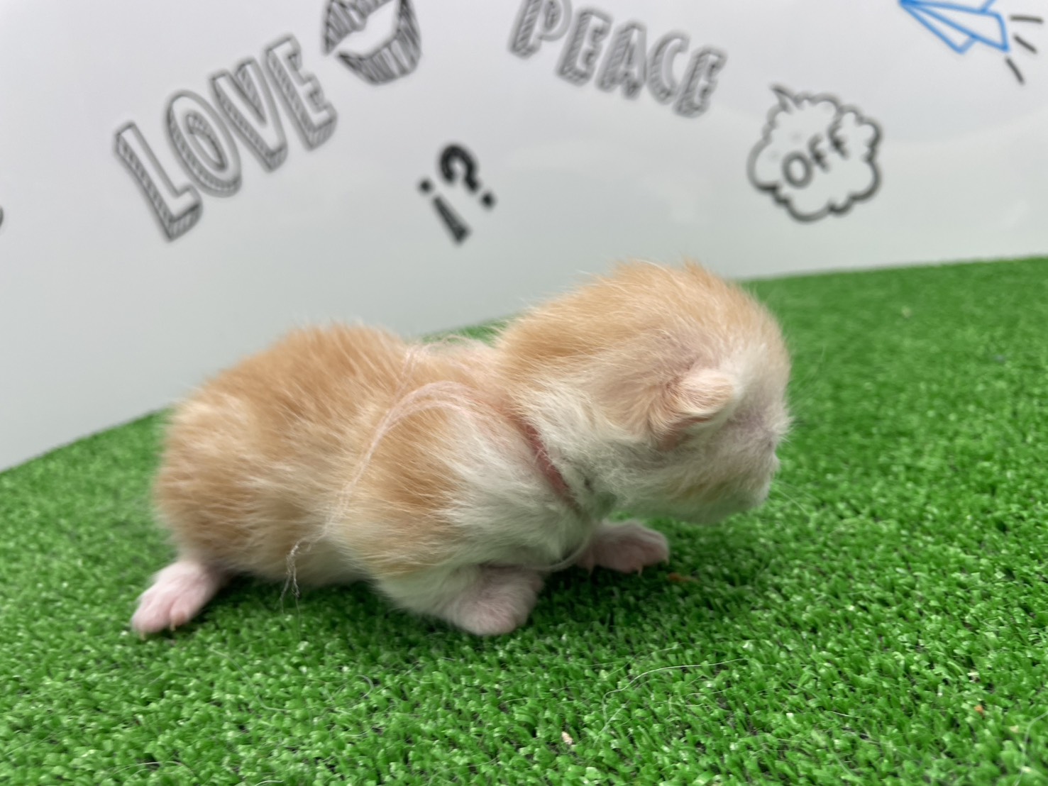 赤ちゃん写真1-2