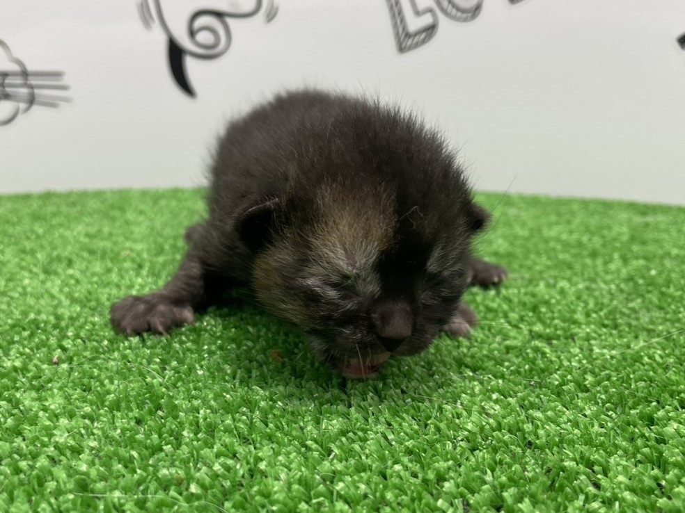 赤ちゃん写真1-1