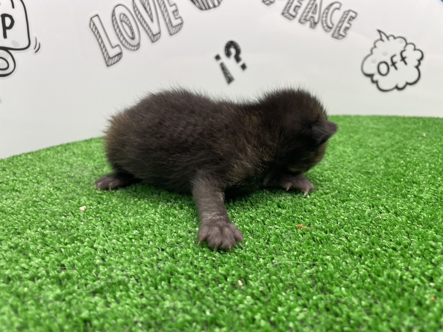 赤ちゃん写真1-2