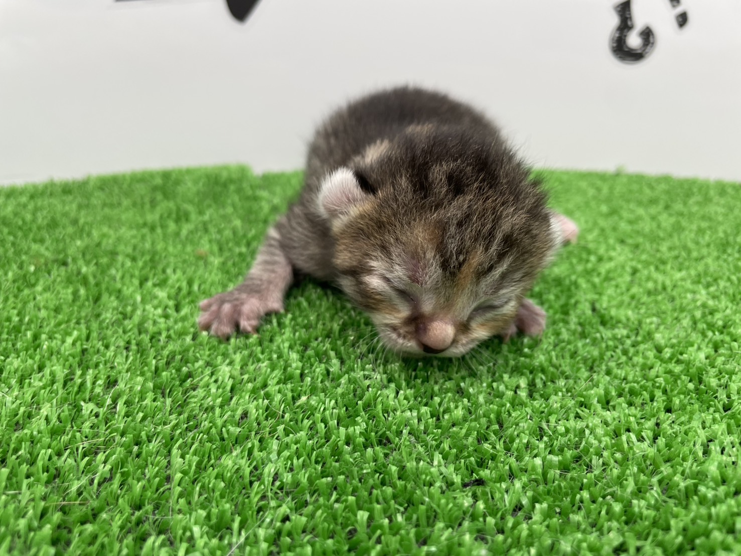 赤ちゃん写真1-1