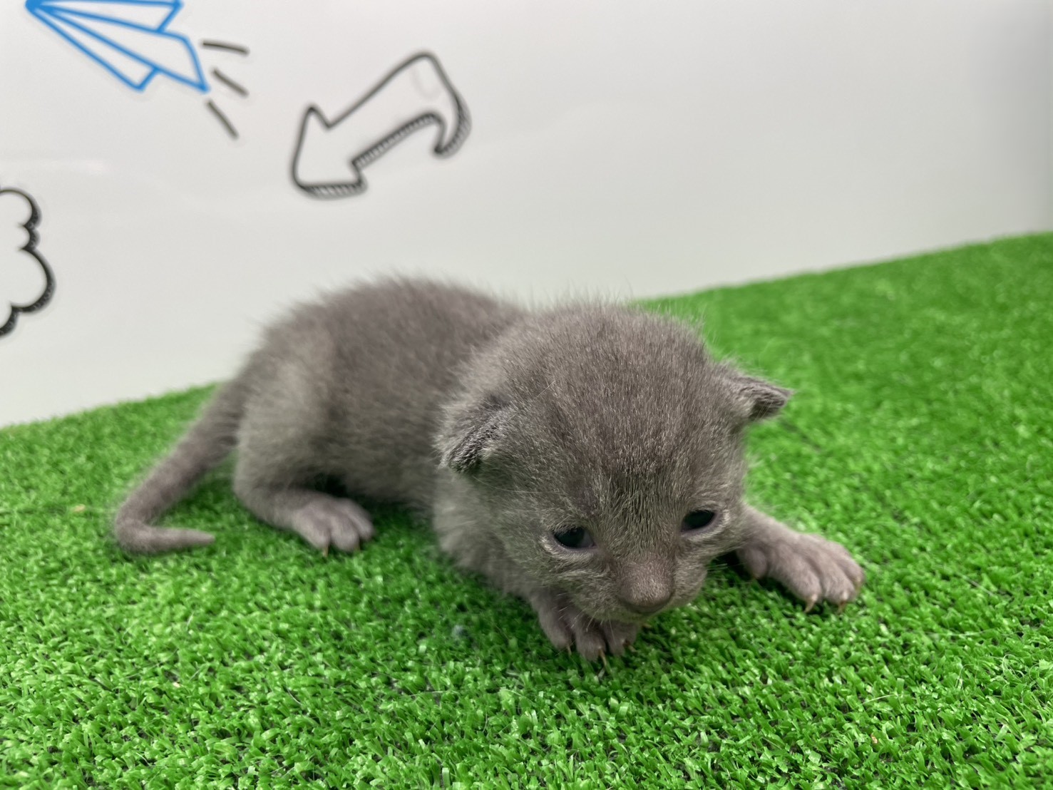 赤ちゃん写真1-2