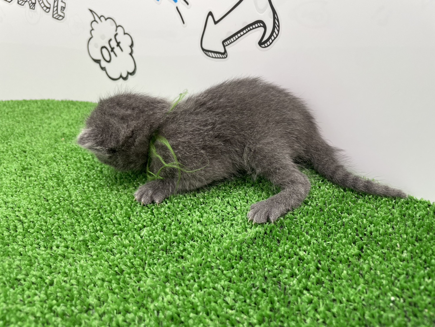 赤ちゃん写真1-2
