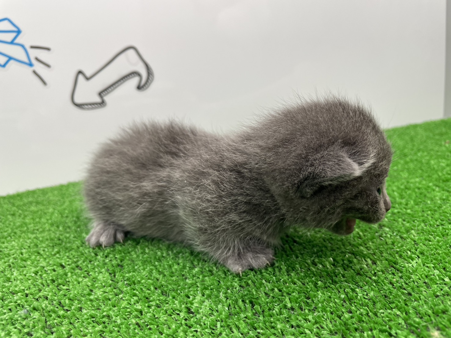 赤ちゃん写真1-2