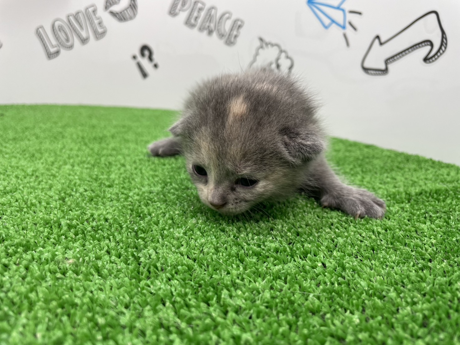 赤ちゃん写真1-1