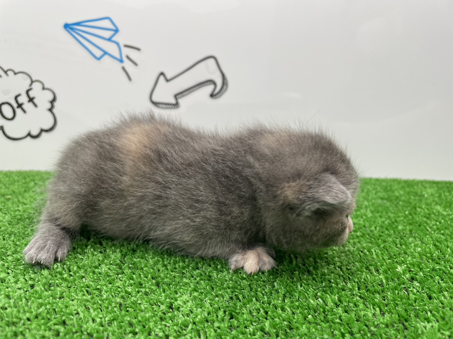 赤ちゃん写真1-2