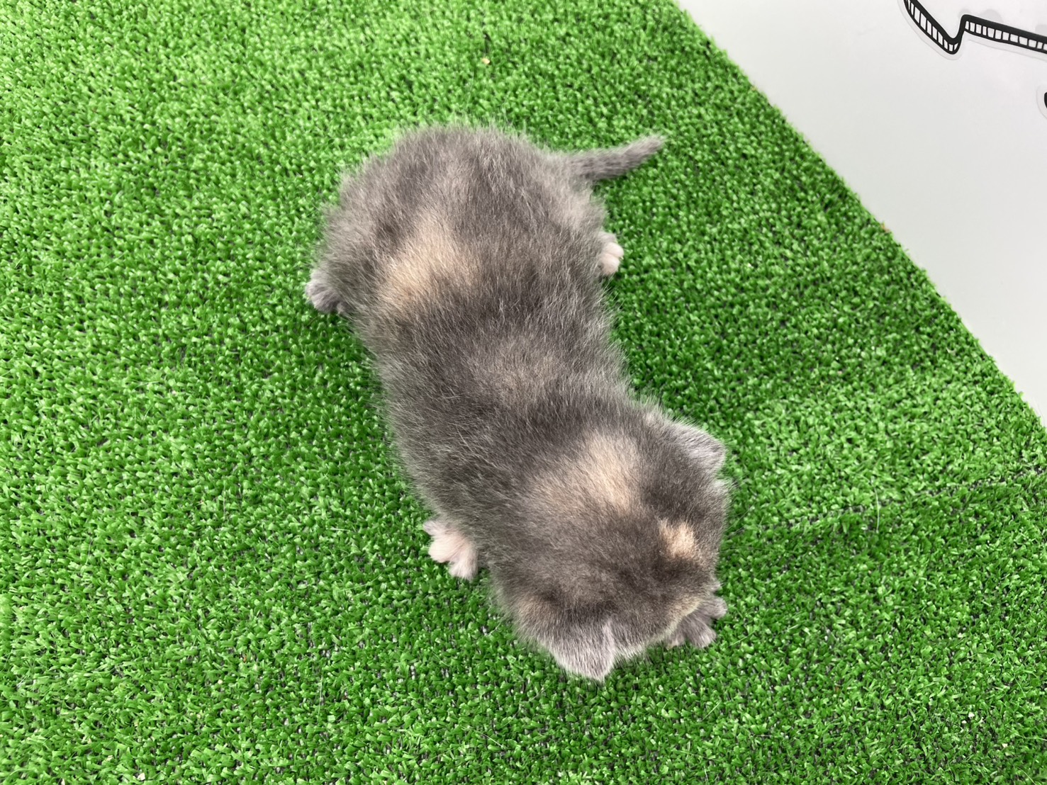 赤ちゃん写真1-3