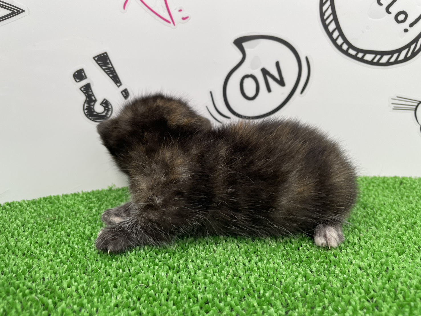 赤ちゃん写真1-2