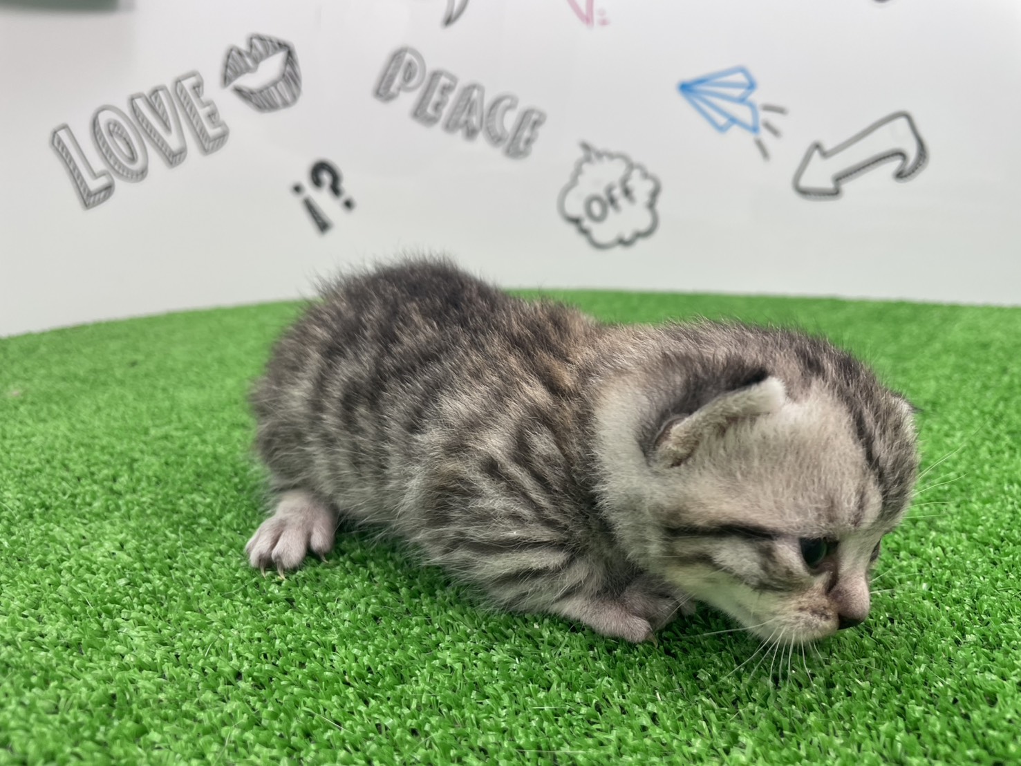 赤ちゃん写真1-2