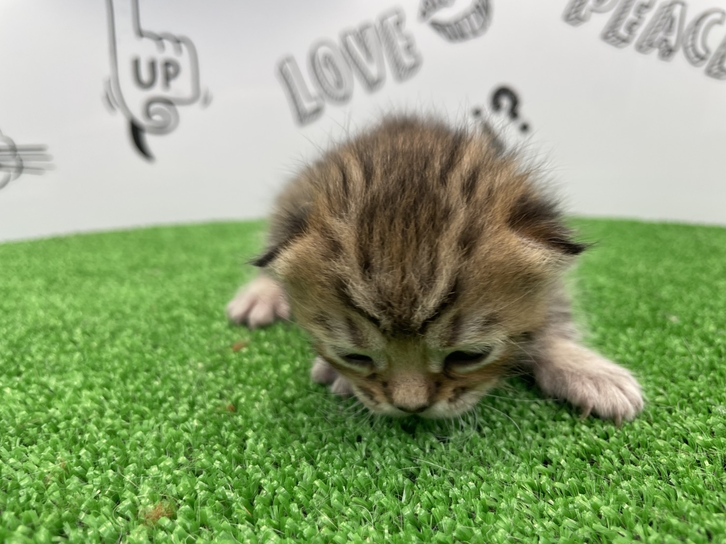 赤ちゃん写真1-1