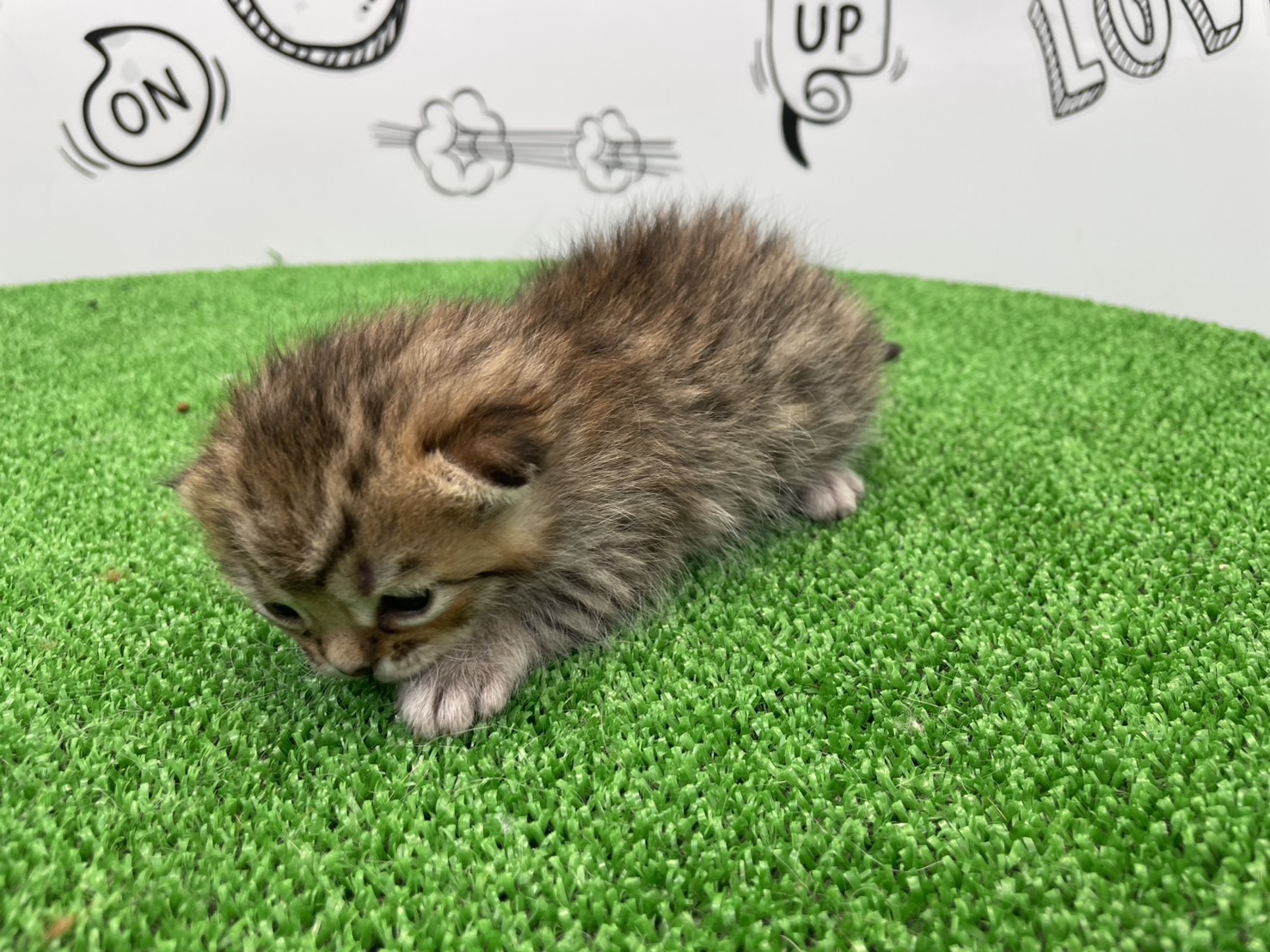 赤ちゃん写真1-2