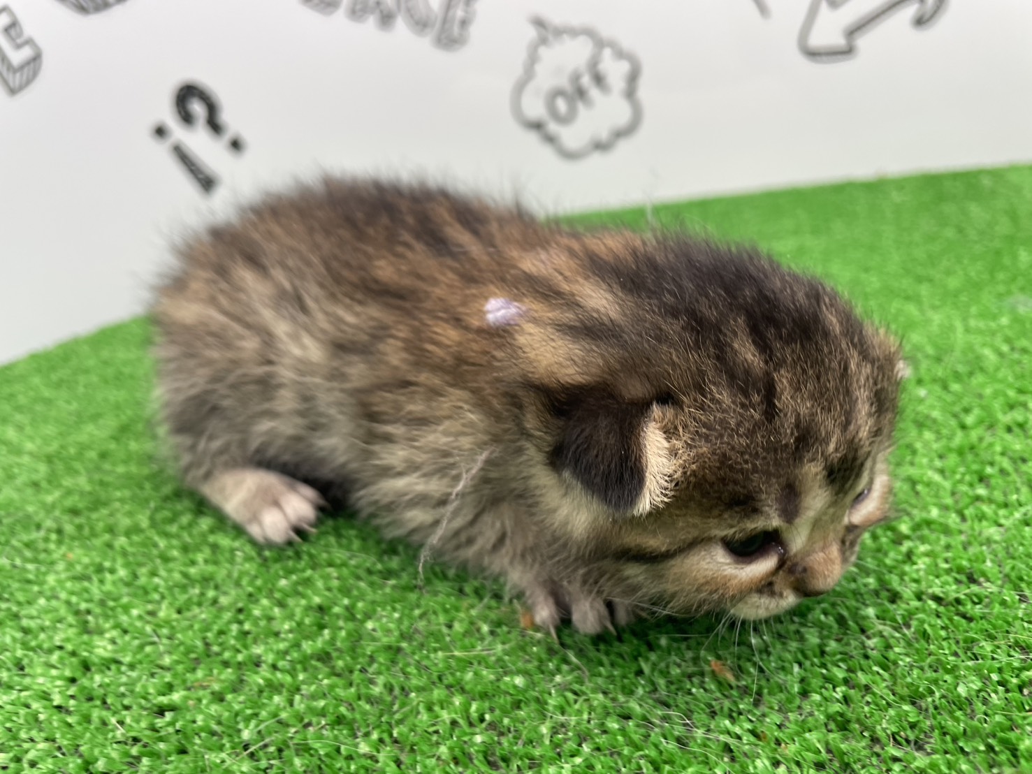 赤ちゃん写真1-2