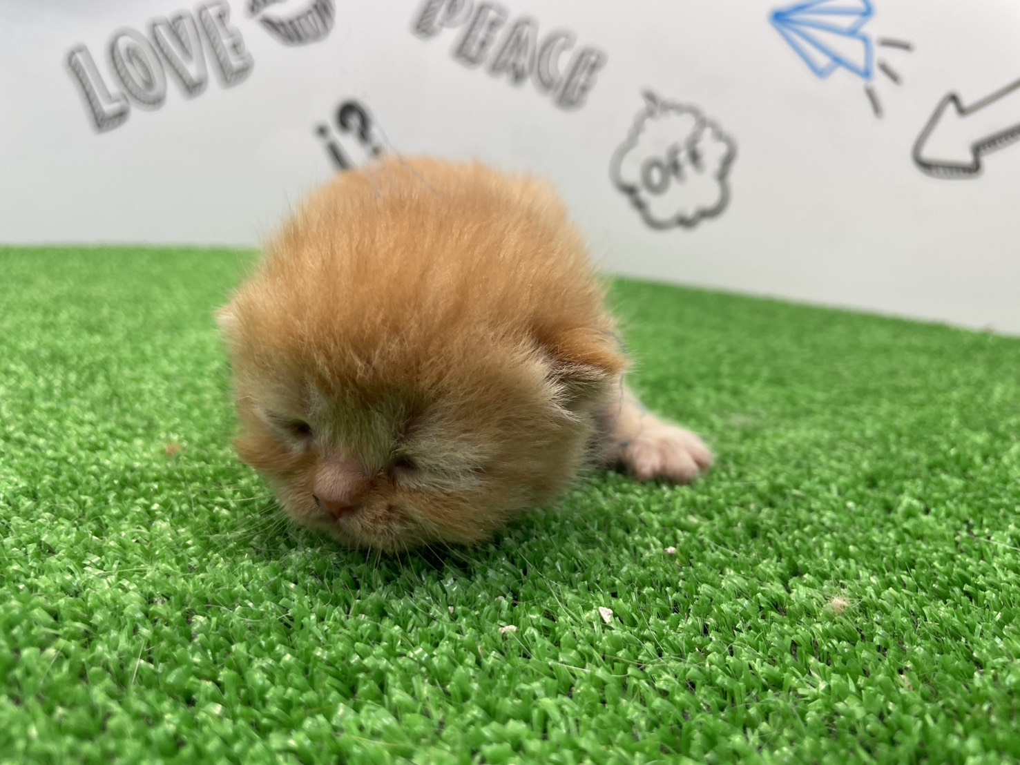 赤ちゃん写真1-1
