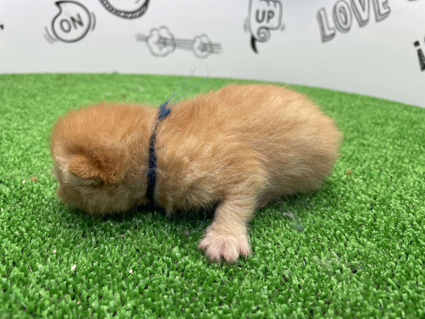 赤ちゃん写真1-2
