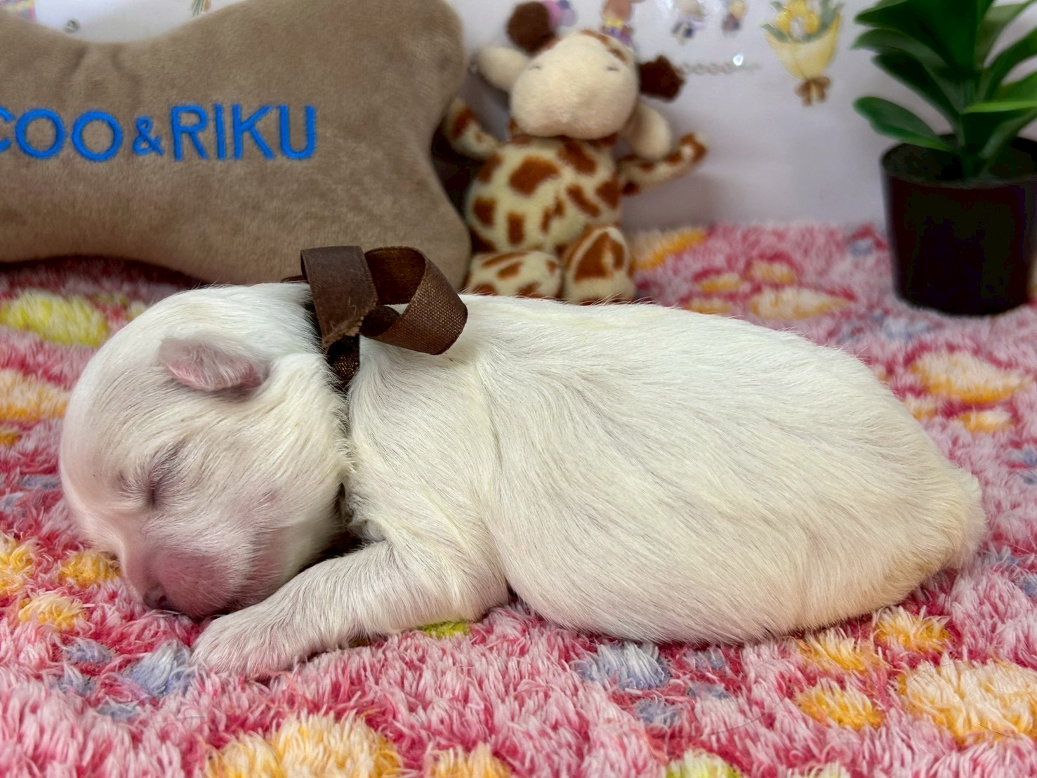 赤ちゃん写真1-2