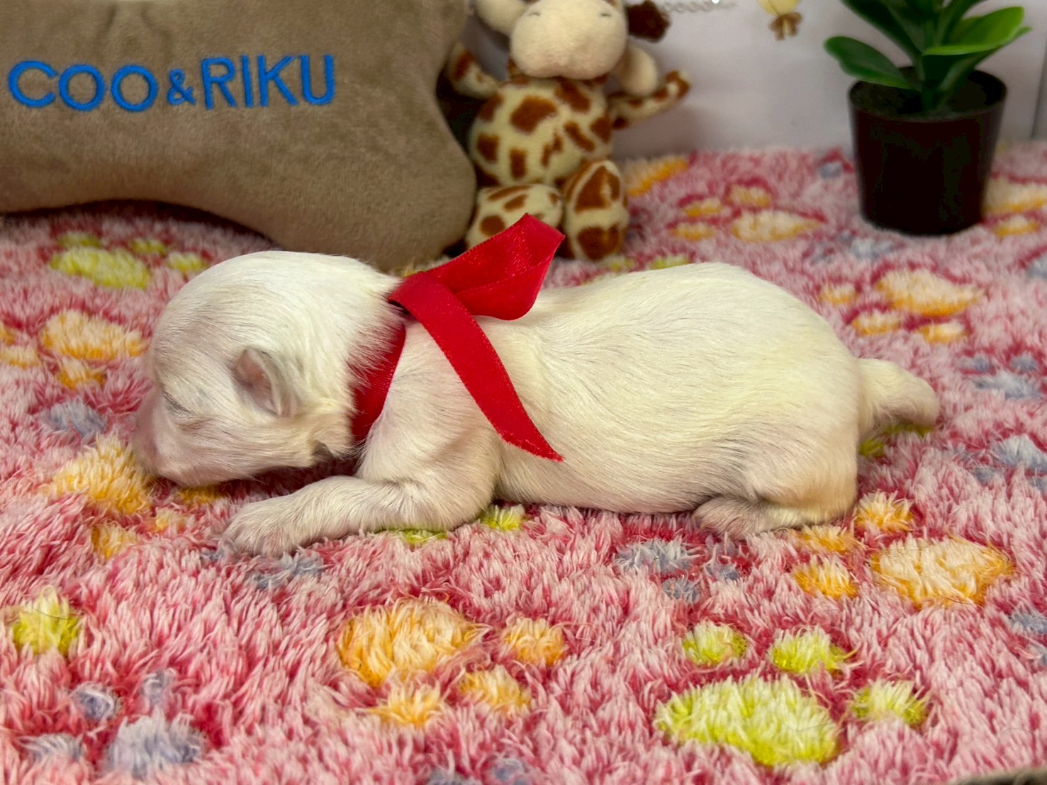 赤ちゃん写真1-2