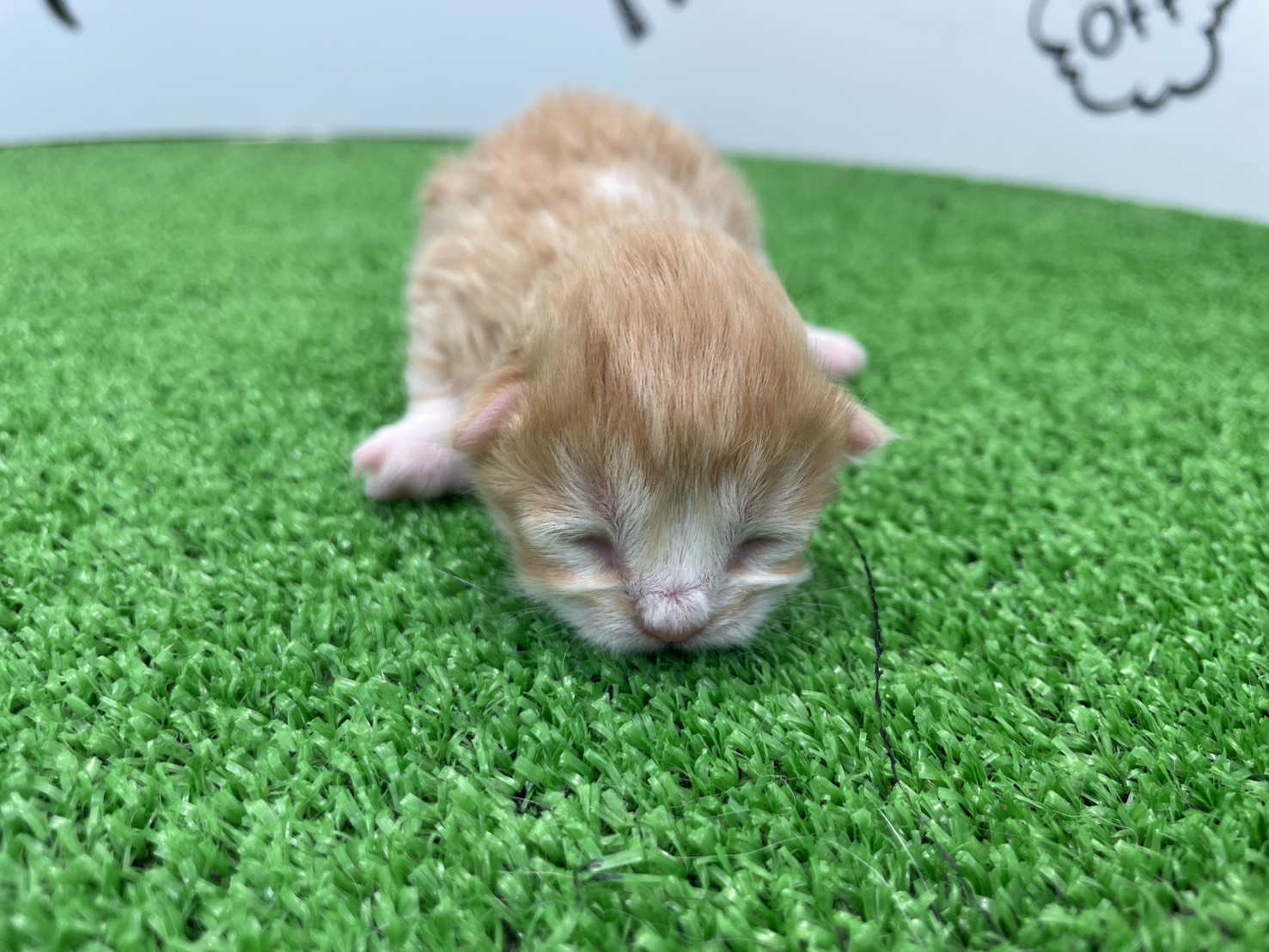 赤ちゃん写真1-1