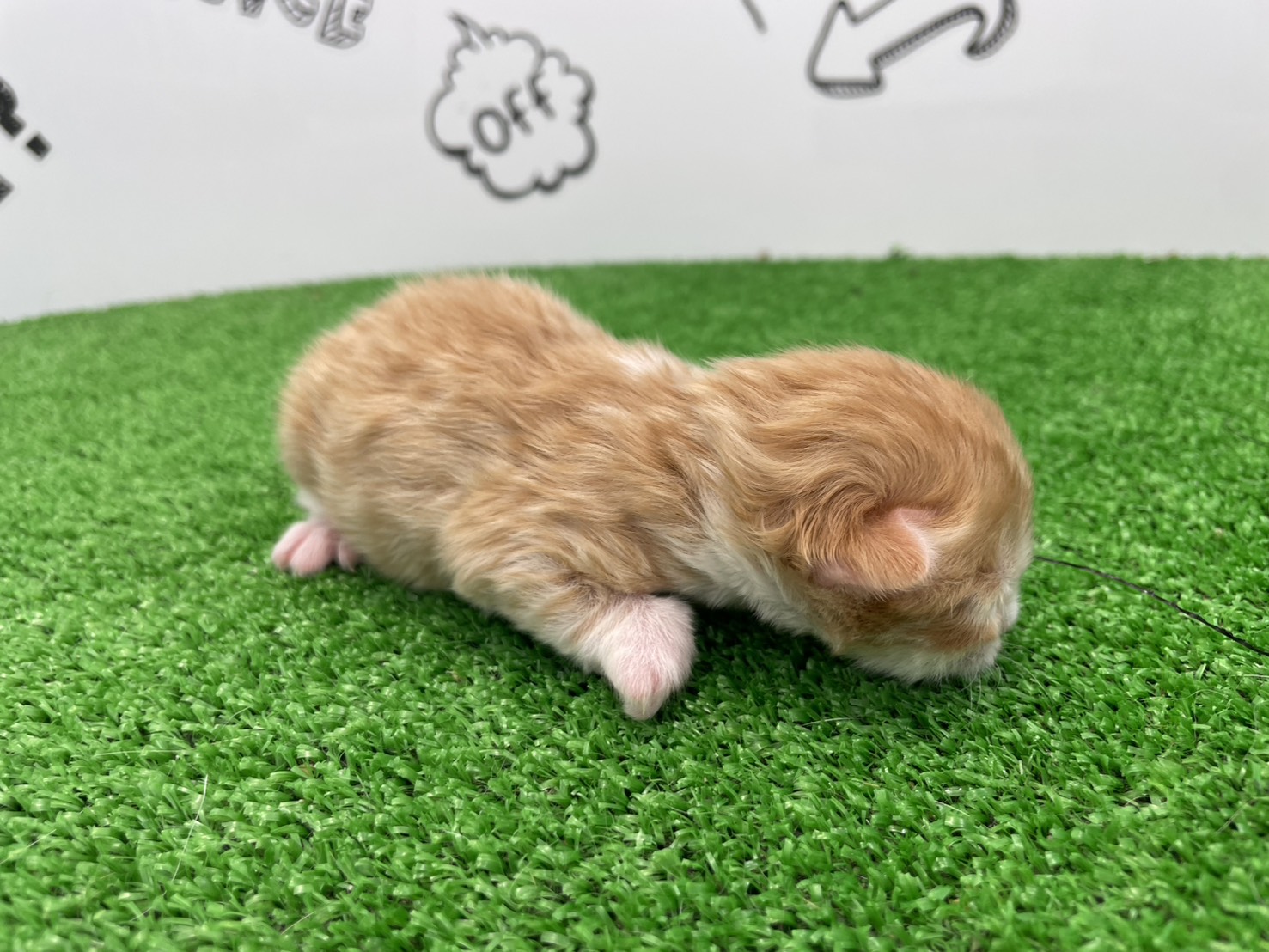 赤ちゃん写真1-2