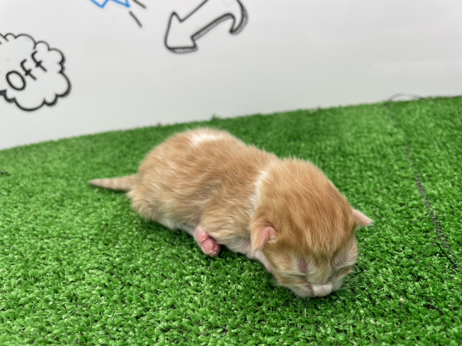 赤ちゃん写真1-2