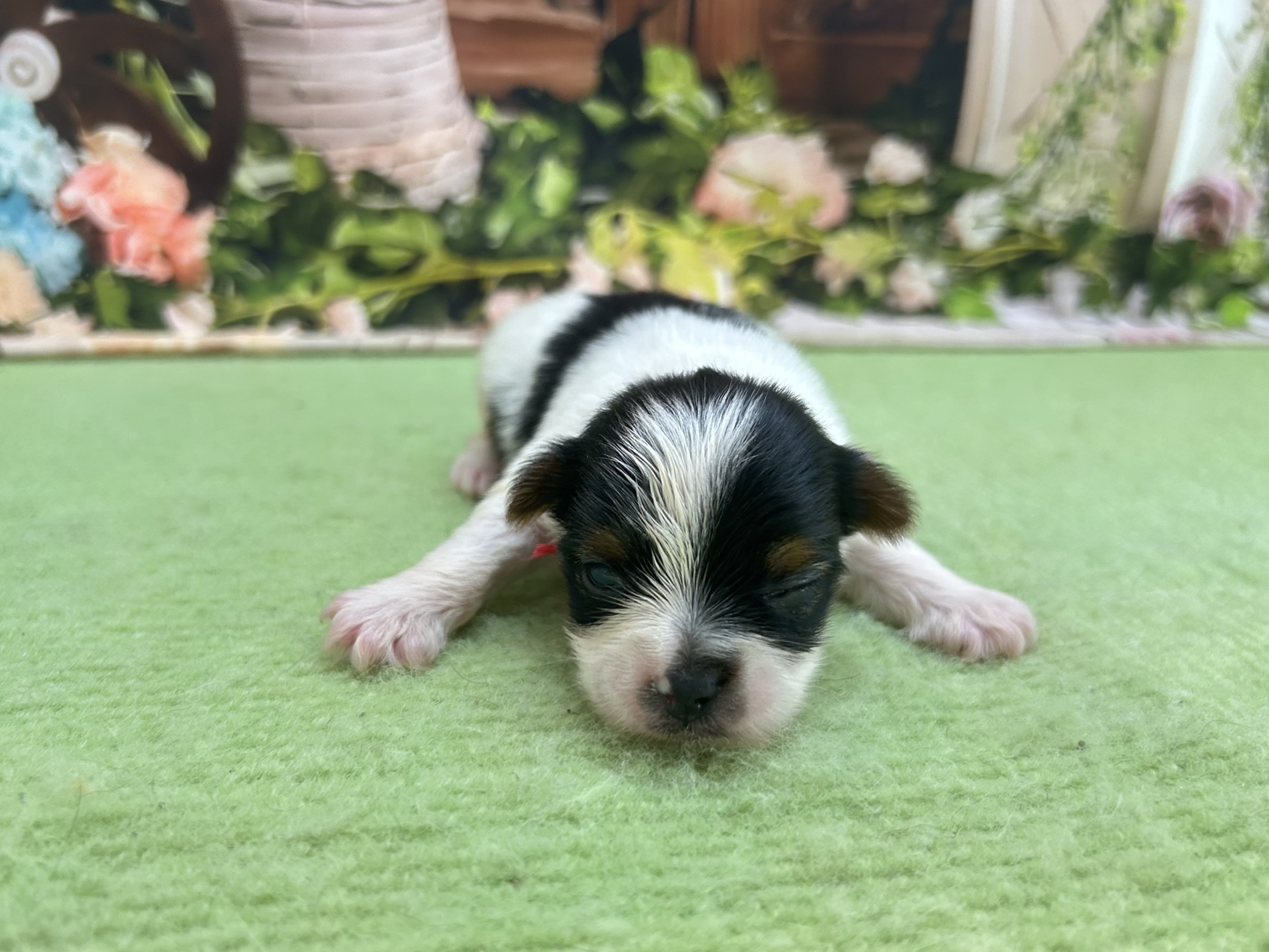 赤ちゃん写真1-1