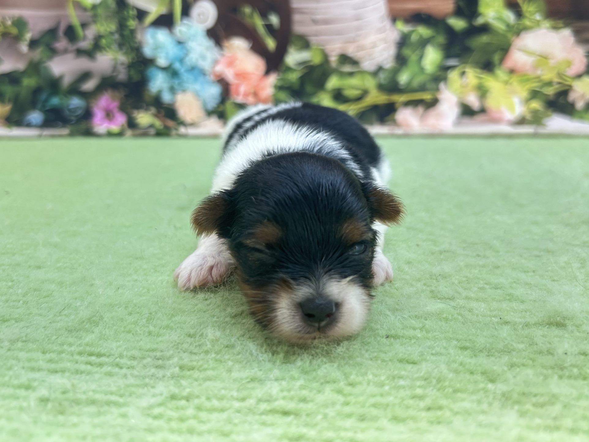 赤ちゃん写真1-1