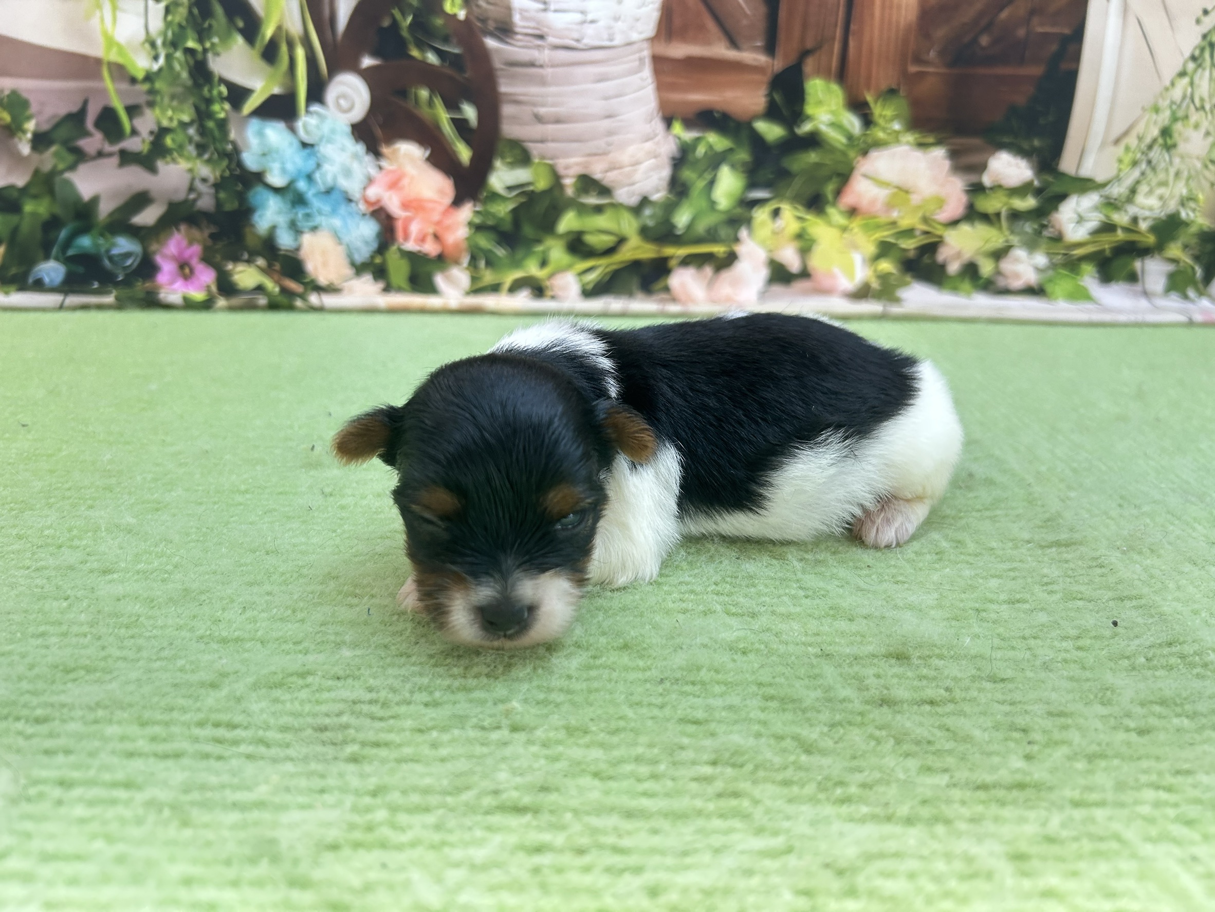 赤ちゃん写真1-2