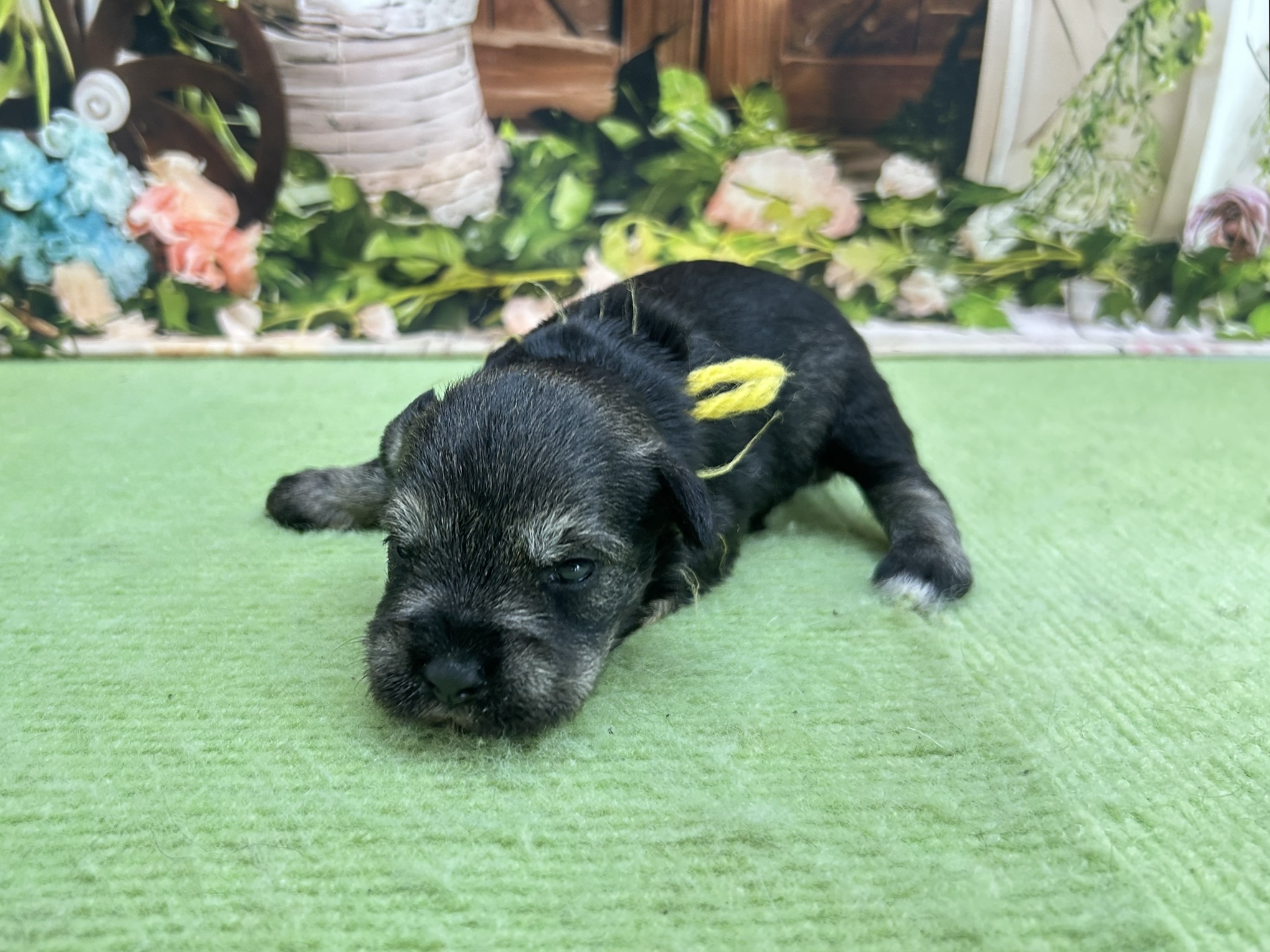 赤ちゃん写真1-2