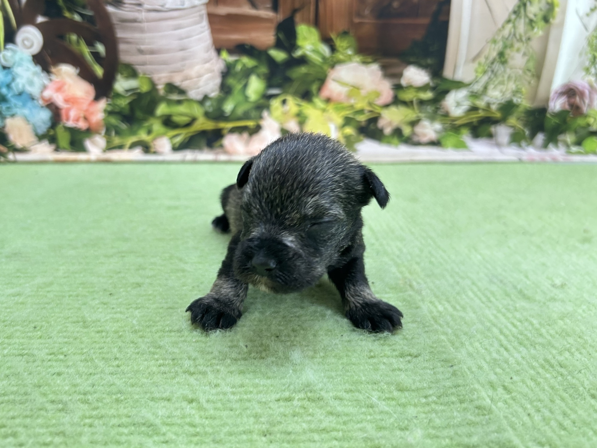 赤ちゃん写真1-1