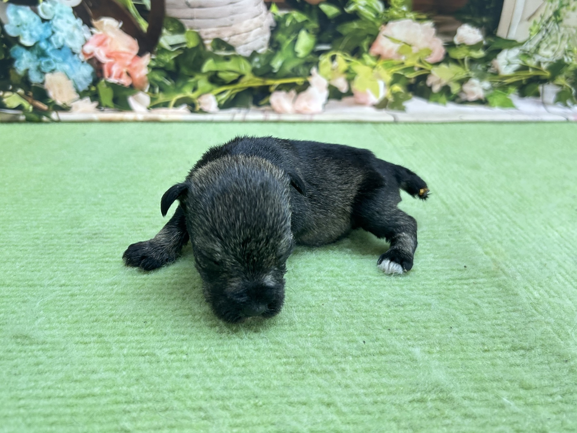 赤ちゃん写真1-2