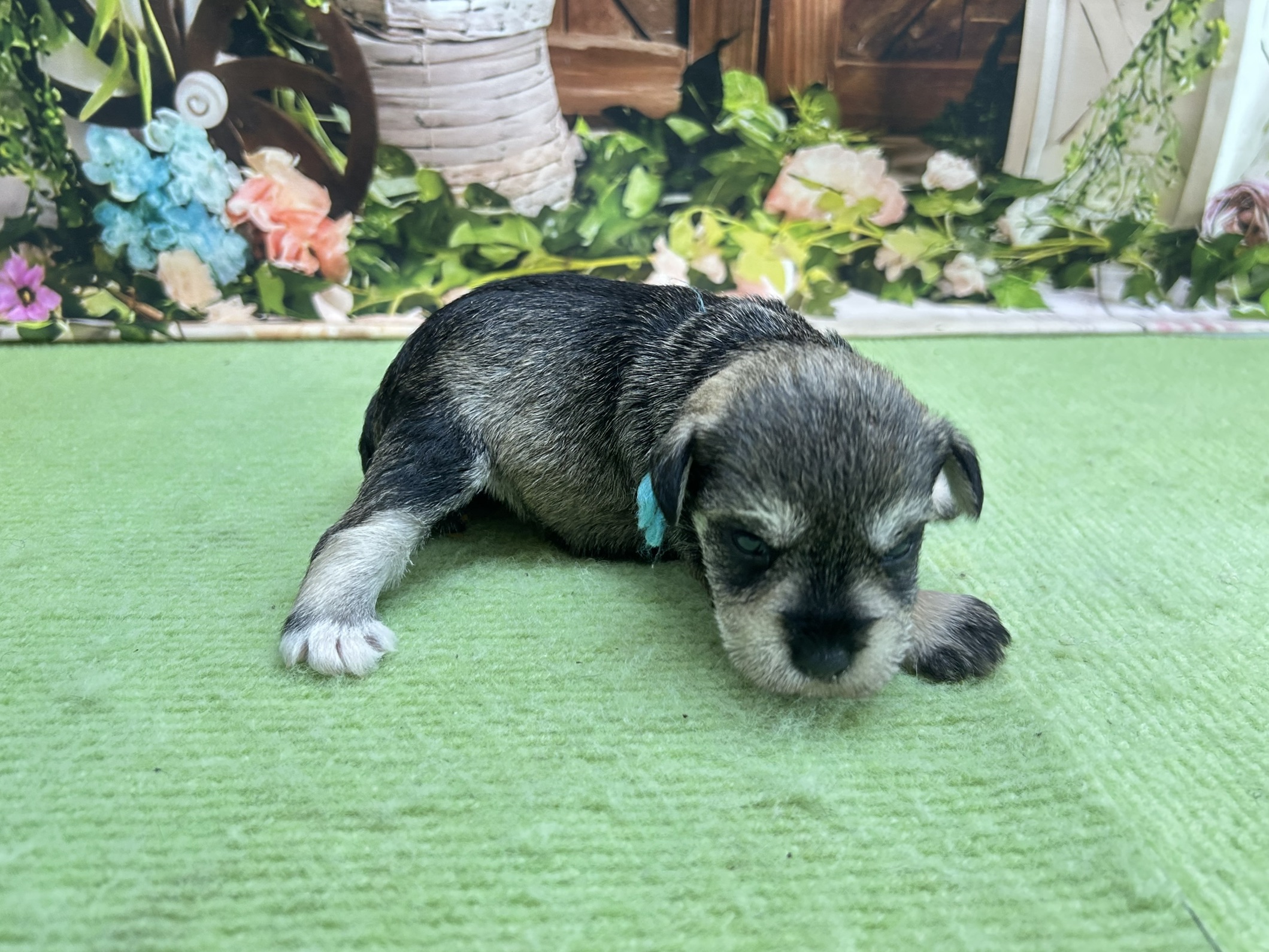 赤ちゃん写真1-2