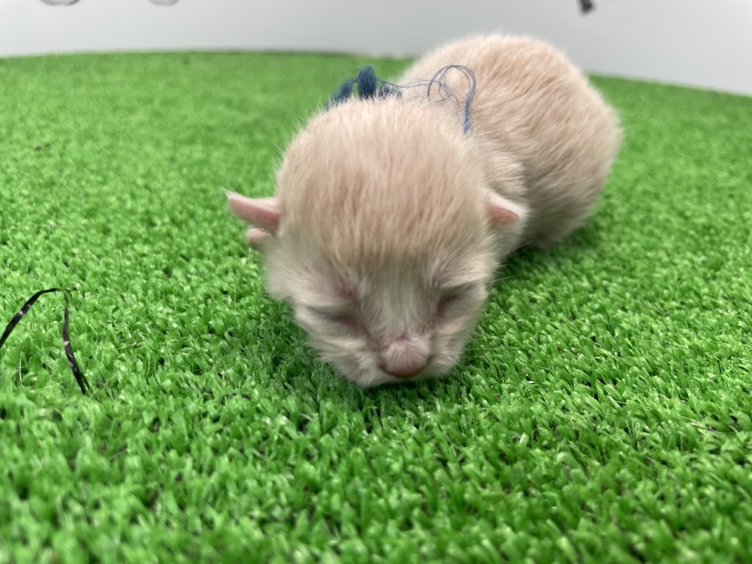 赤ちゃん写真1-1