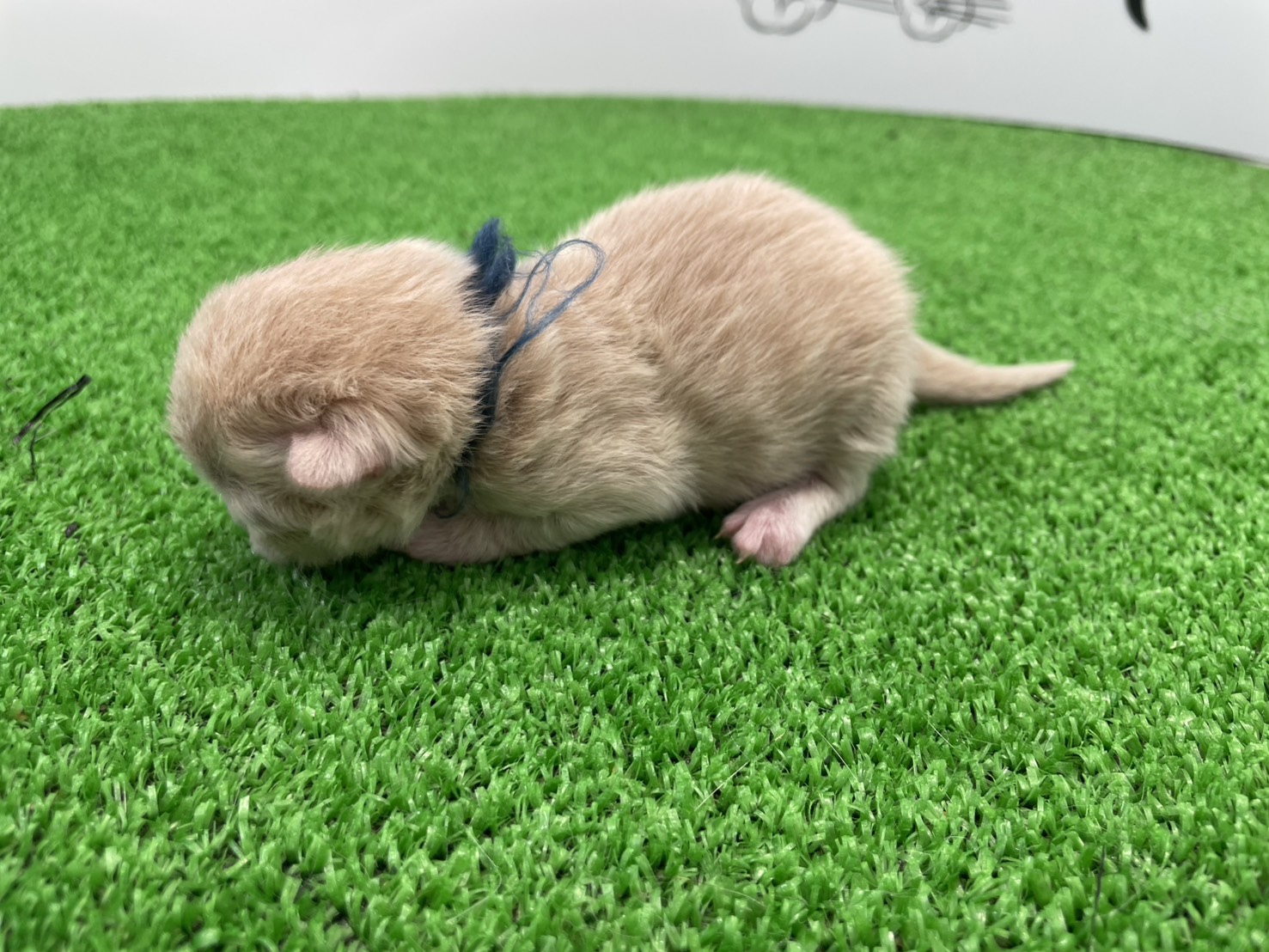 赤ちゃん写真1-2