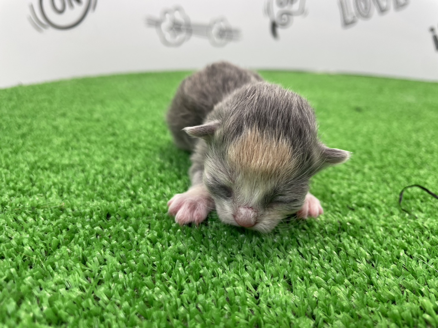赤ちゃん写真1-1