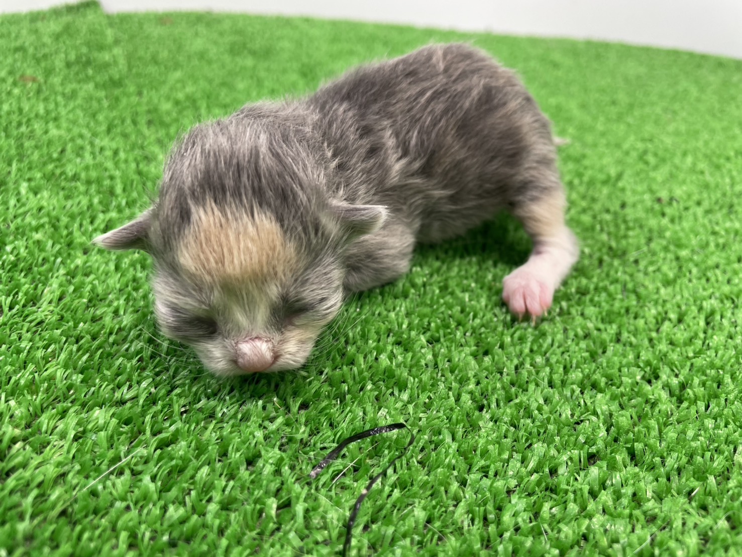 赤ちゃん写真1-2