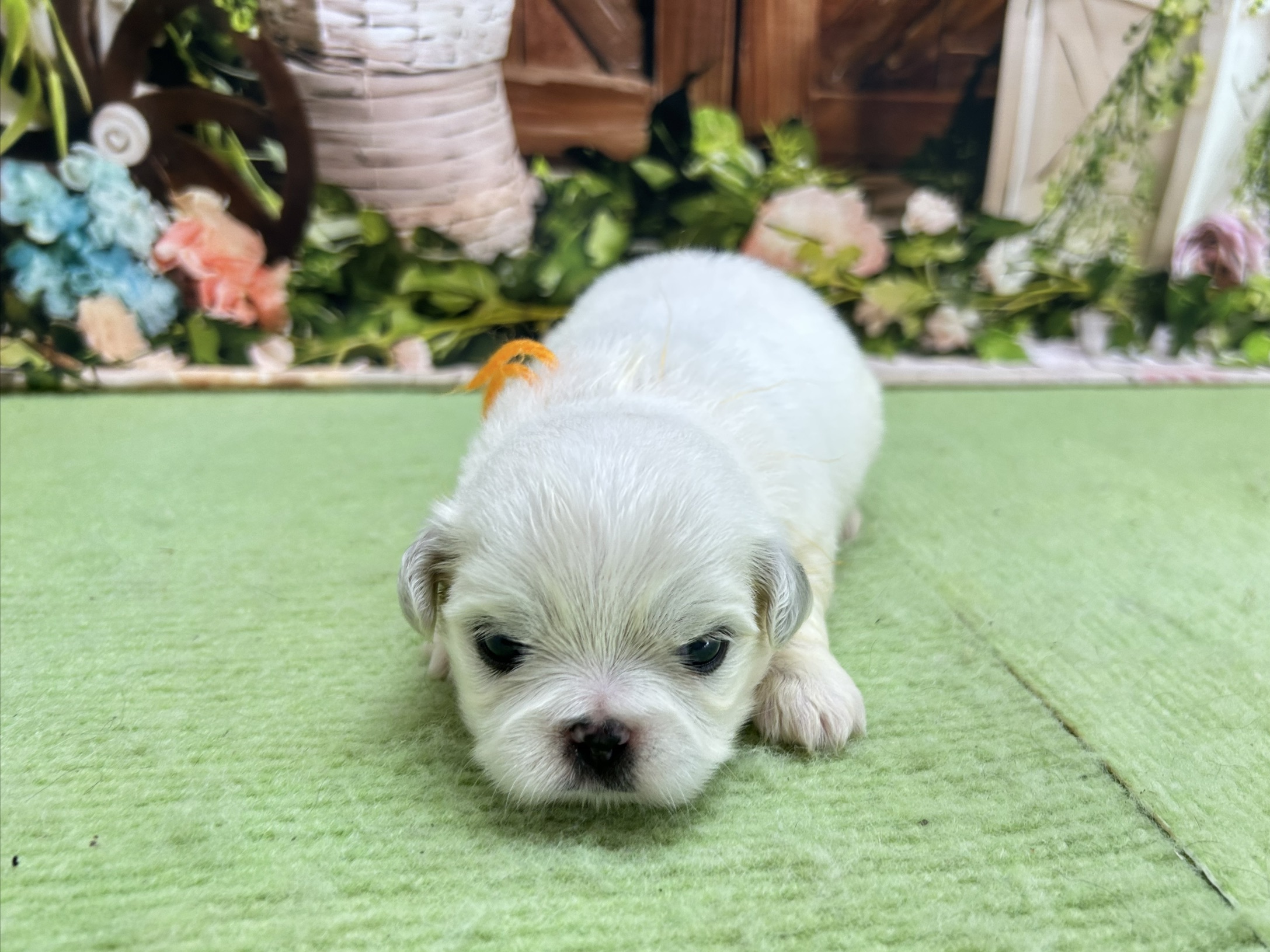 赤ちゃん写真1-1
