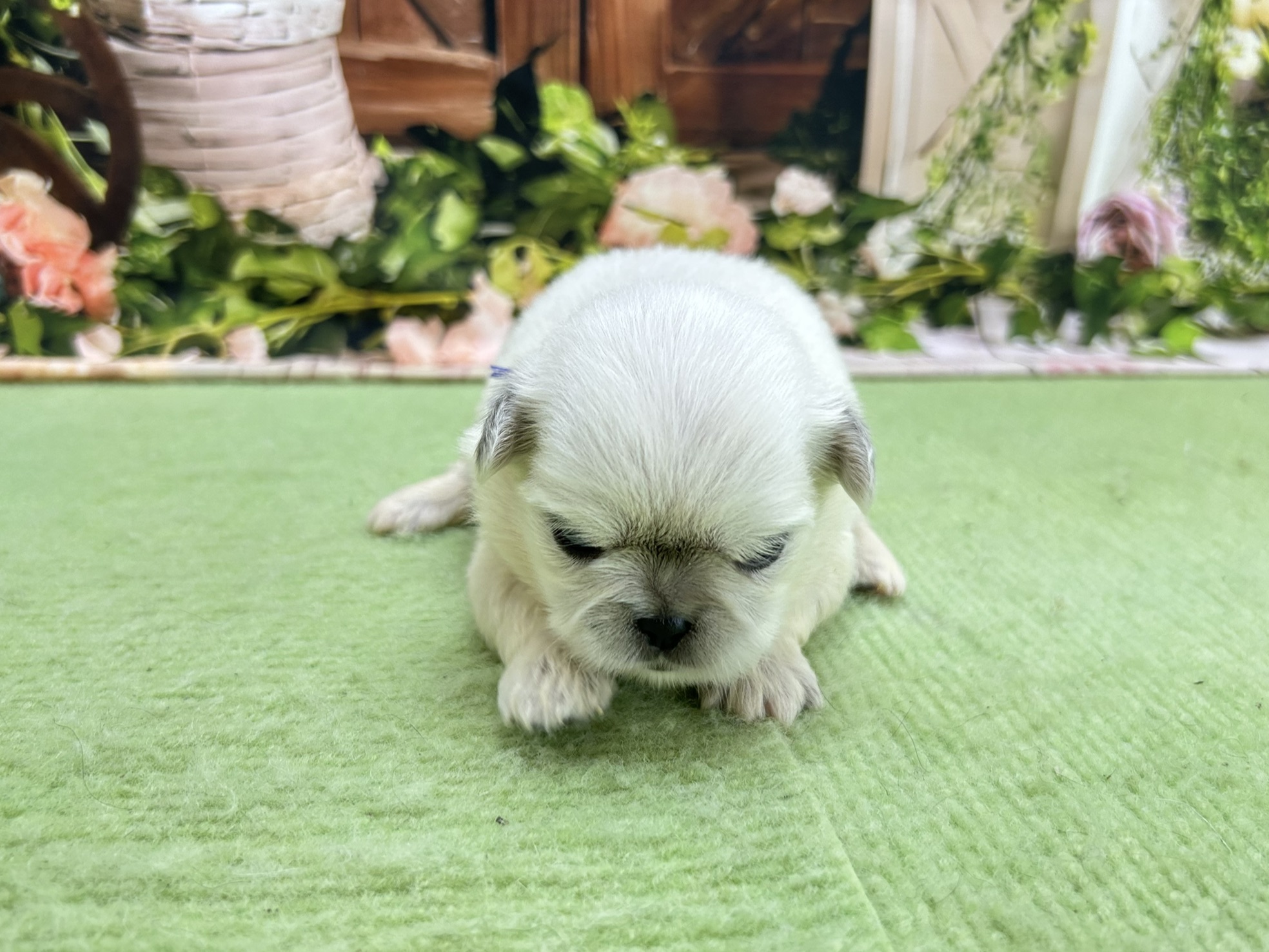 赤ちゃん写真1-1