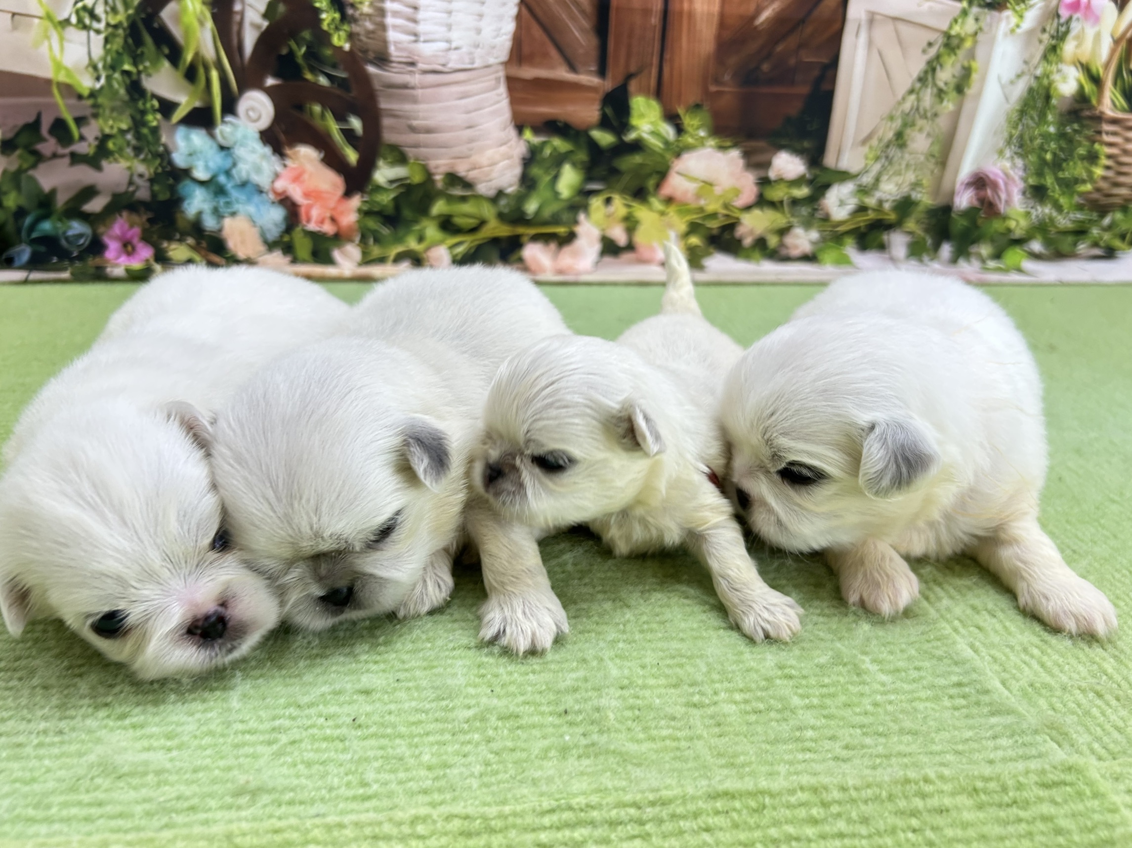 赤ちゃん写真1-3