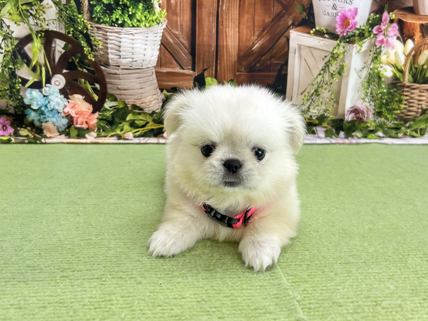 赤ちゃん写真3-1