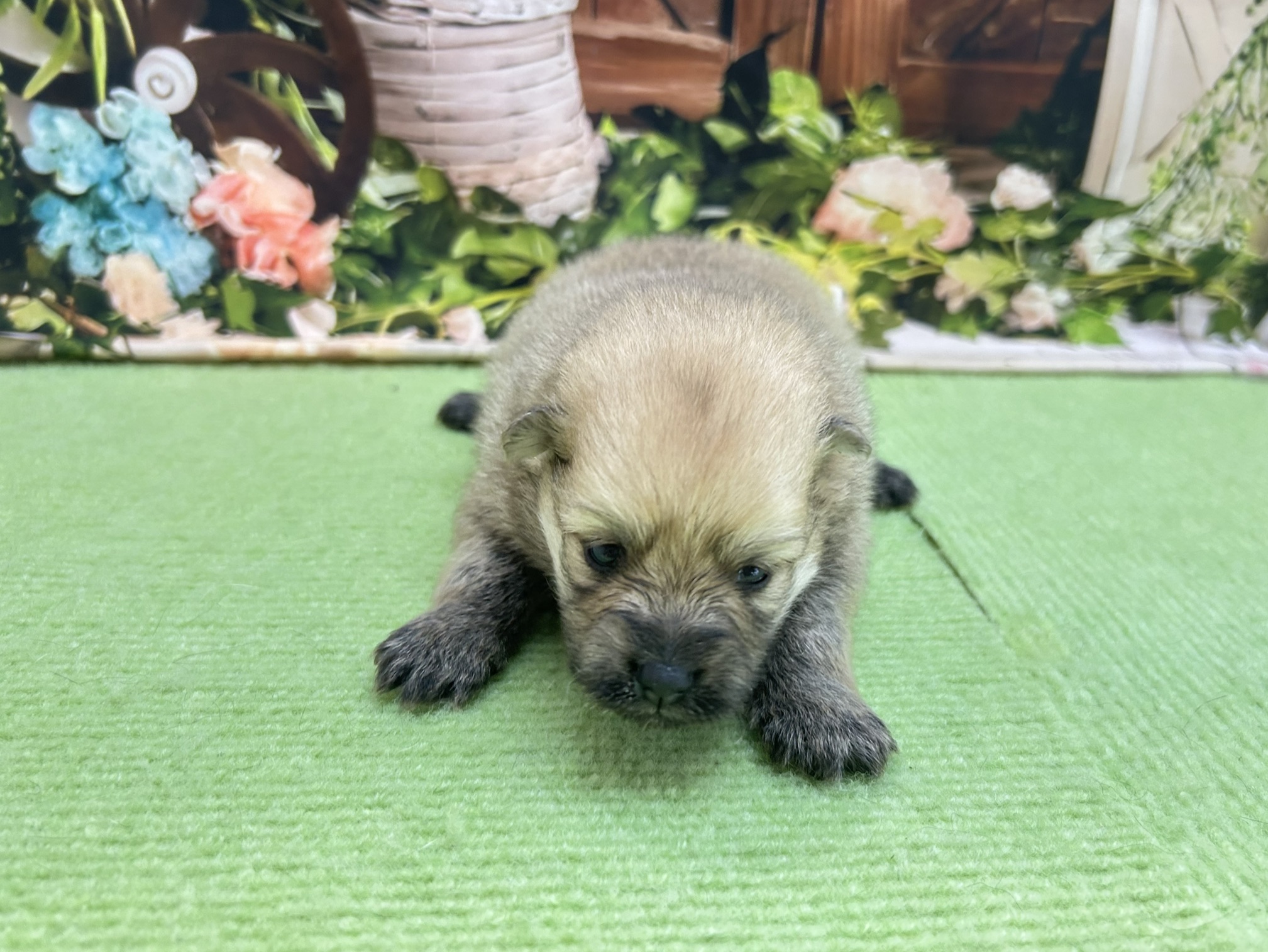 ポメラニアン