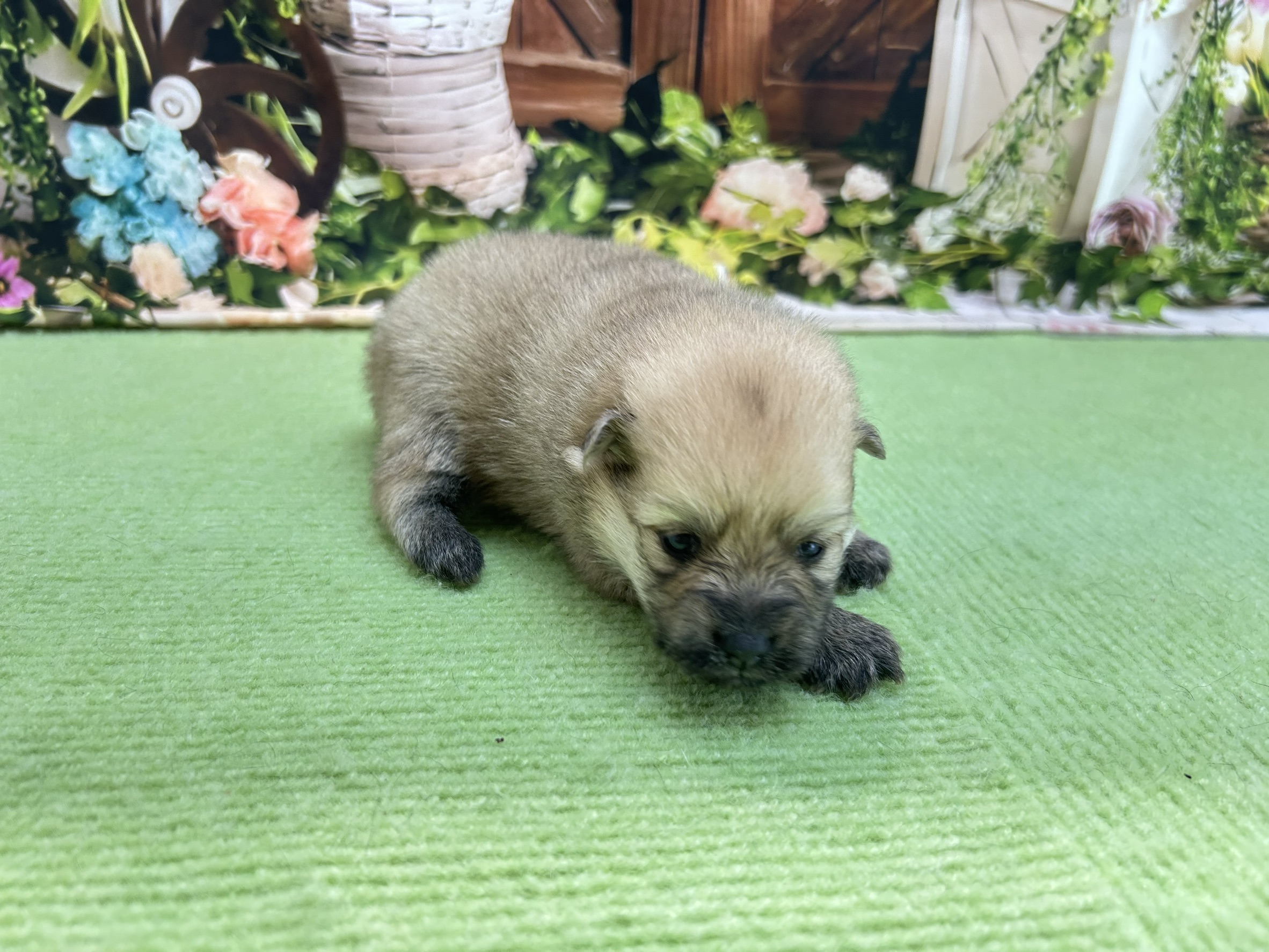 赤ちゃん写真1-2