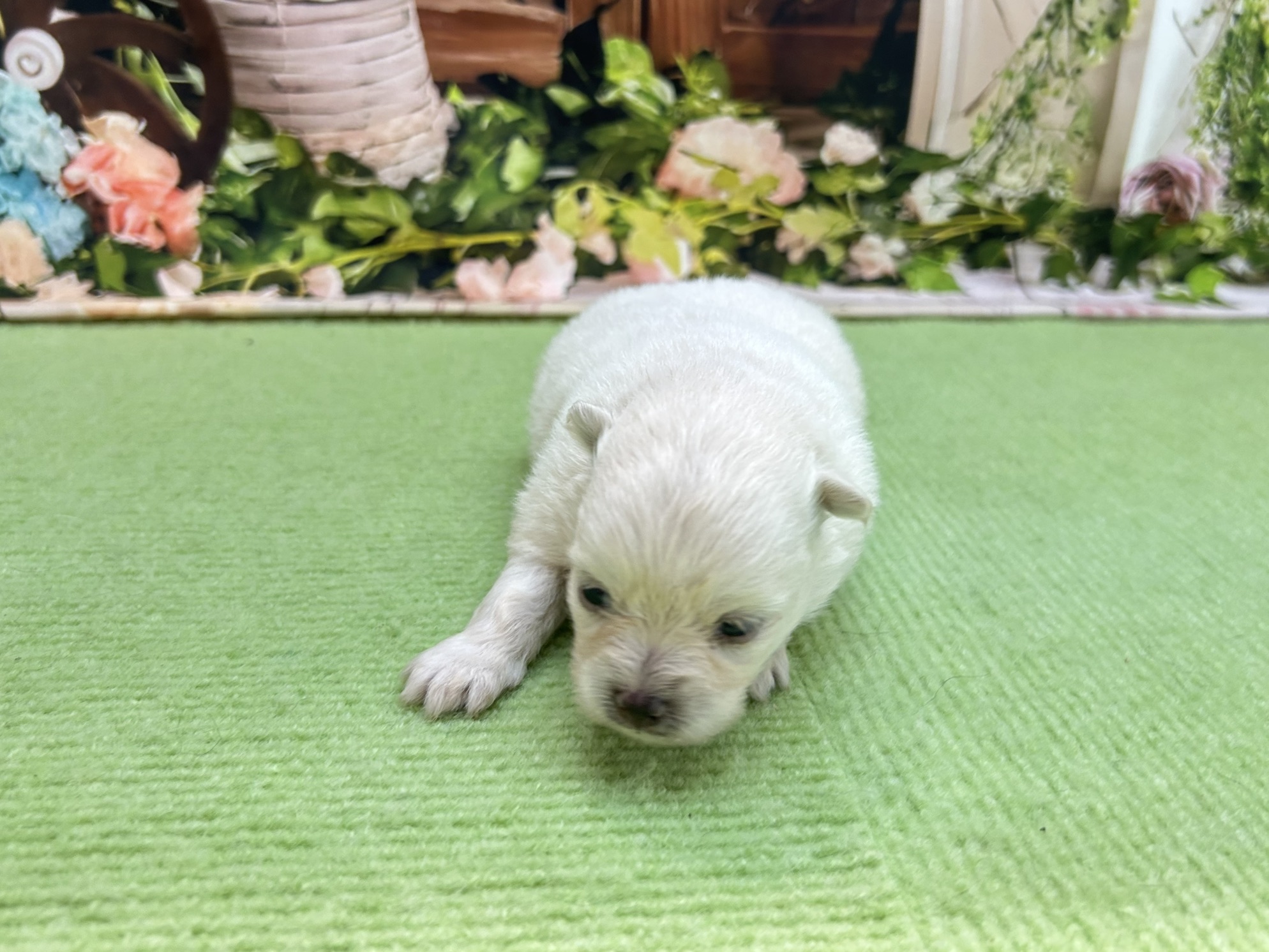 赤ちゃん写真1-1