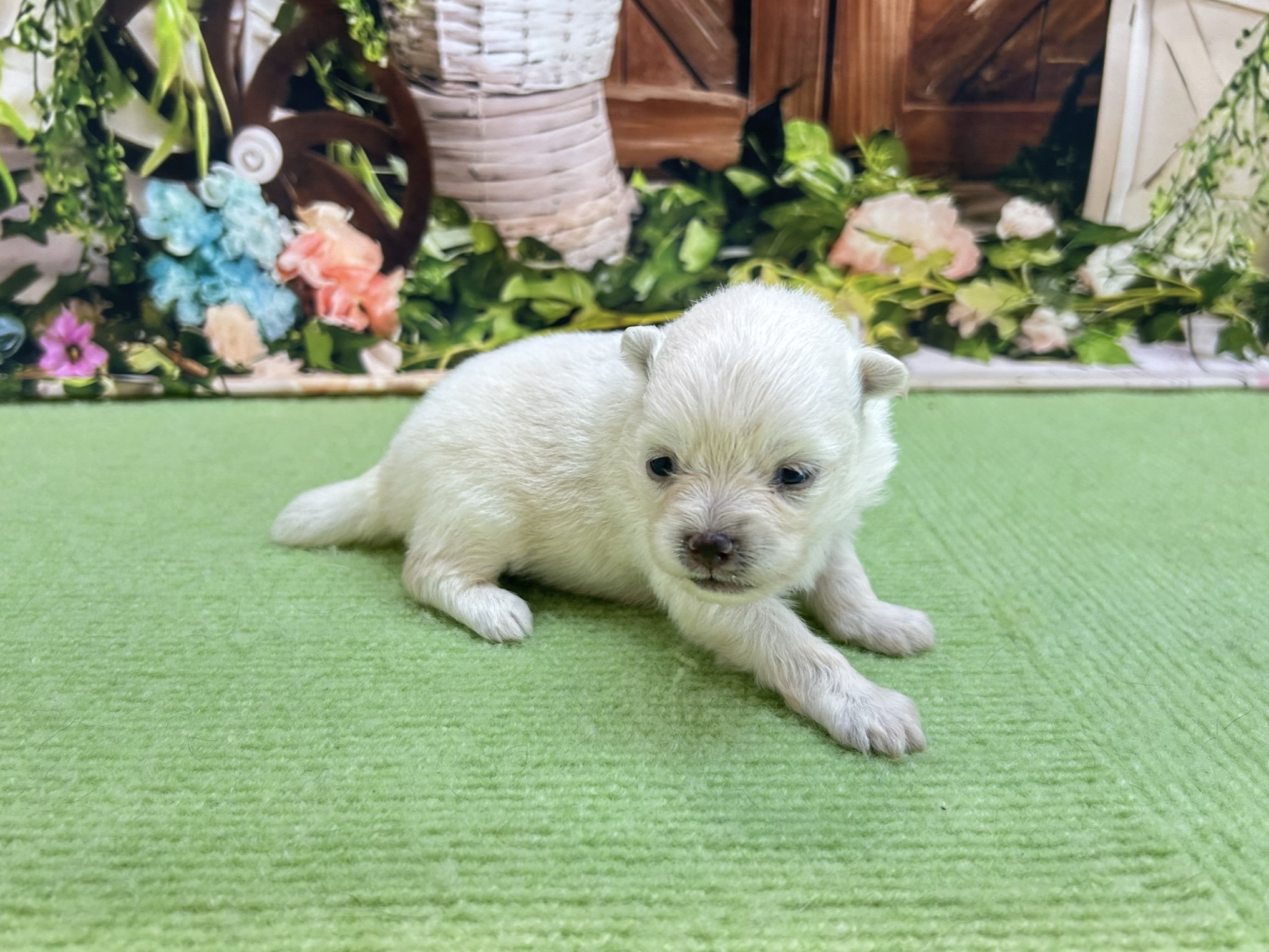赤ちゃん写真1-2