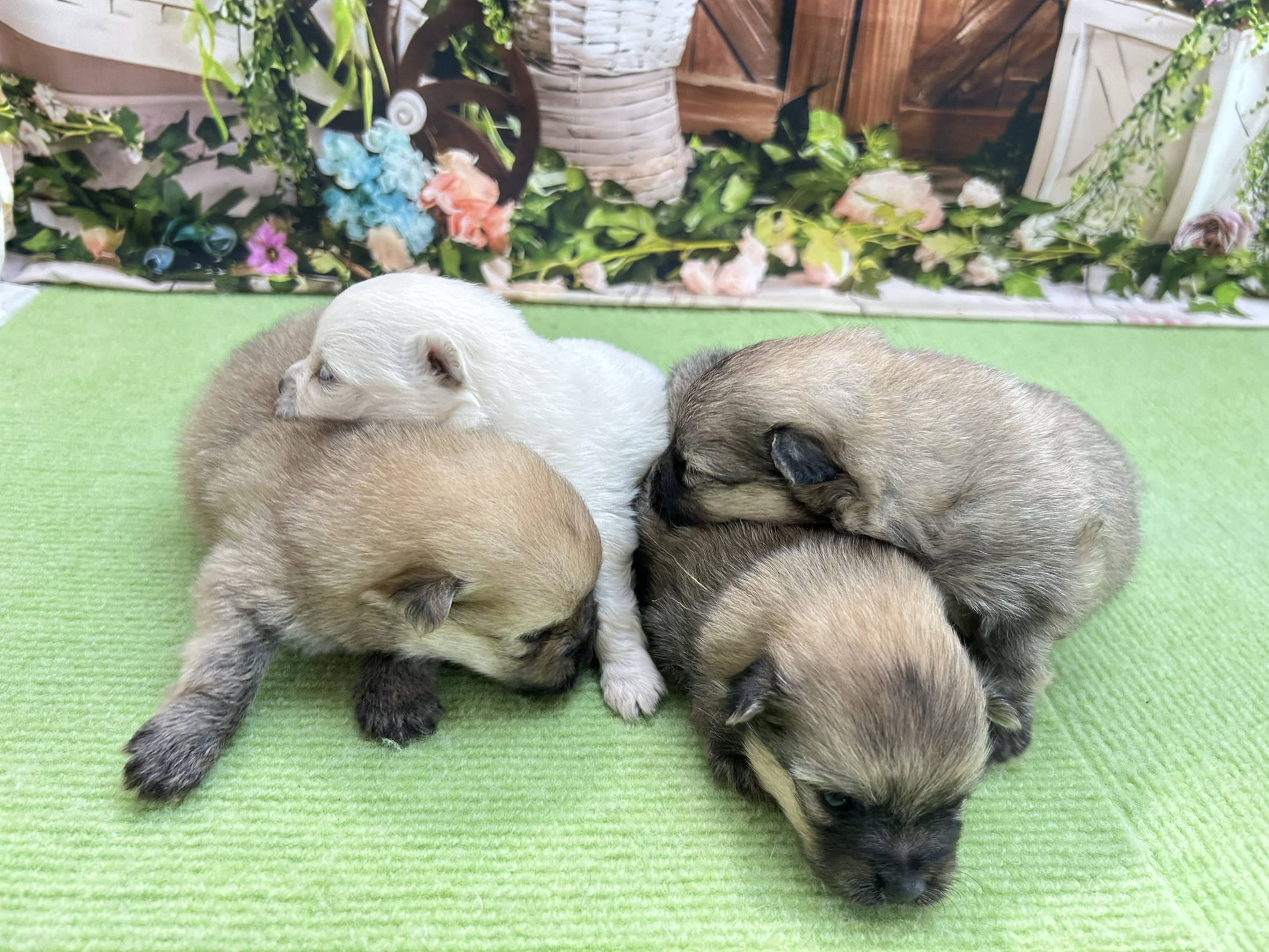 赤ちゃん写真1-3