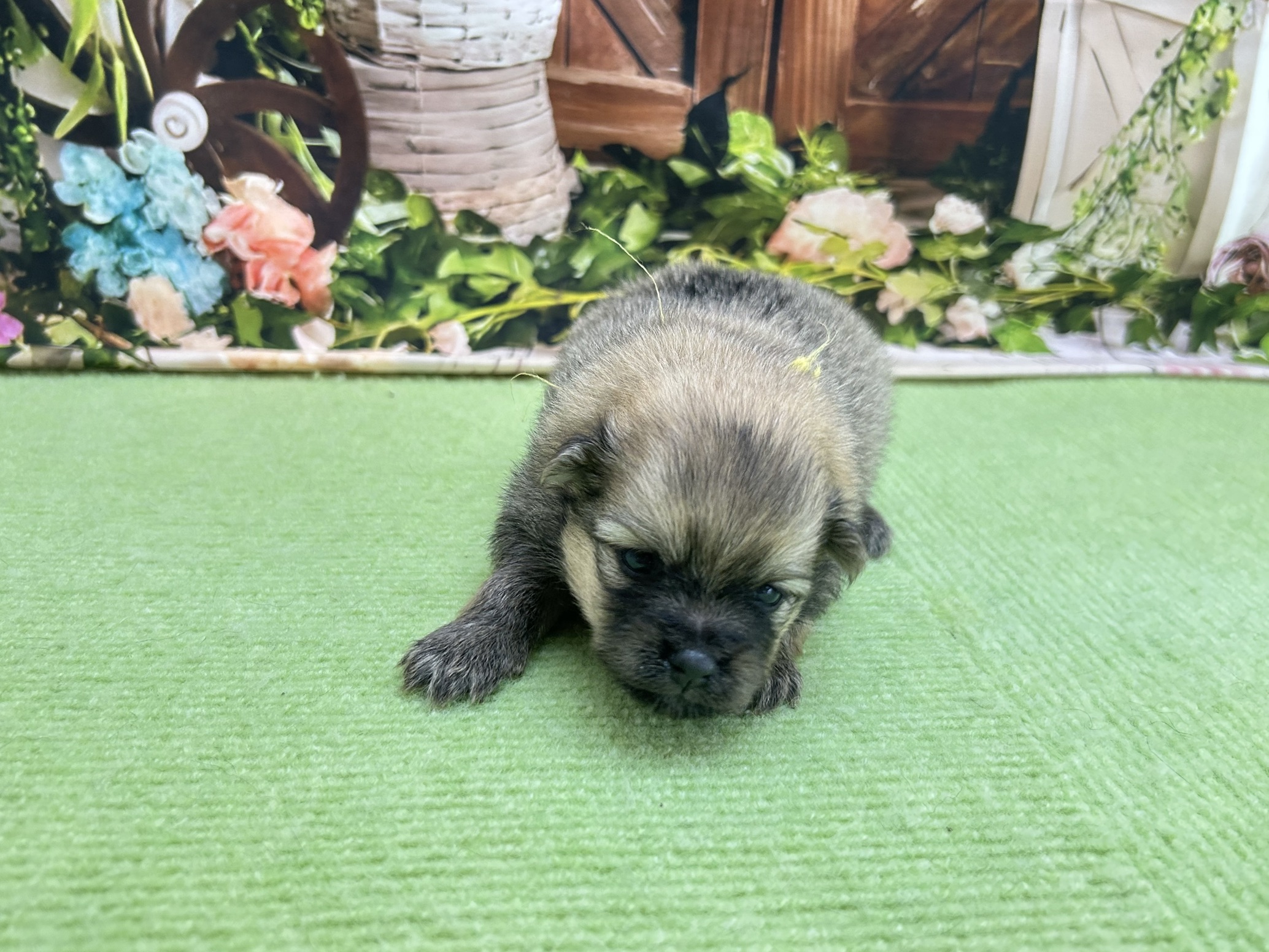 赤ちゃん写真1-1