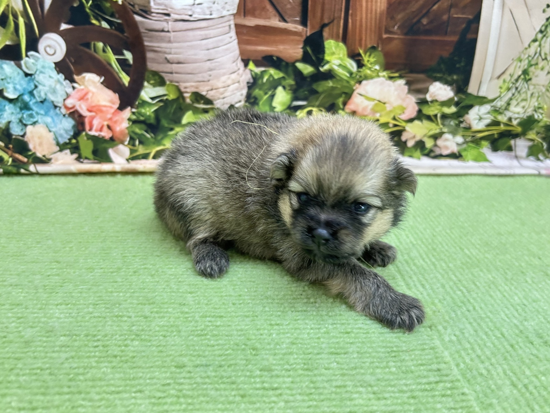 赤ちゃん写真1-2