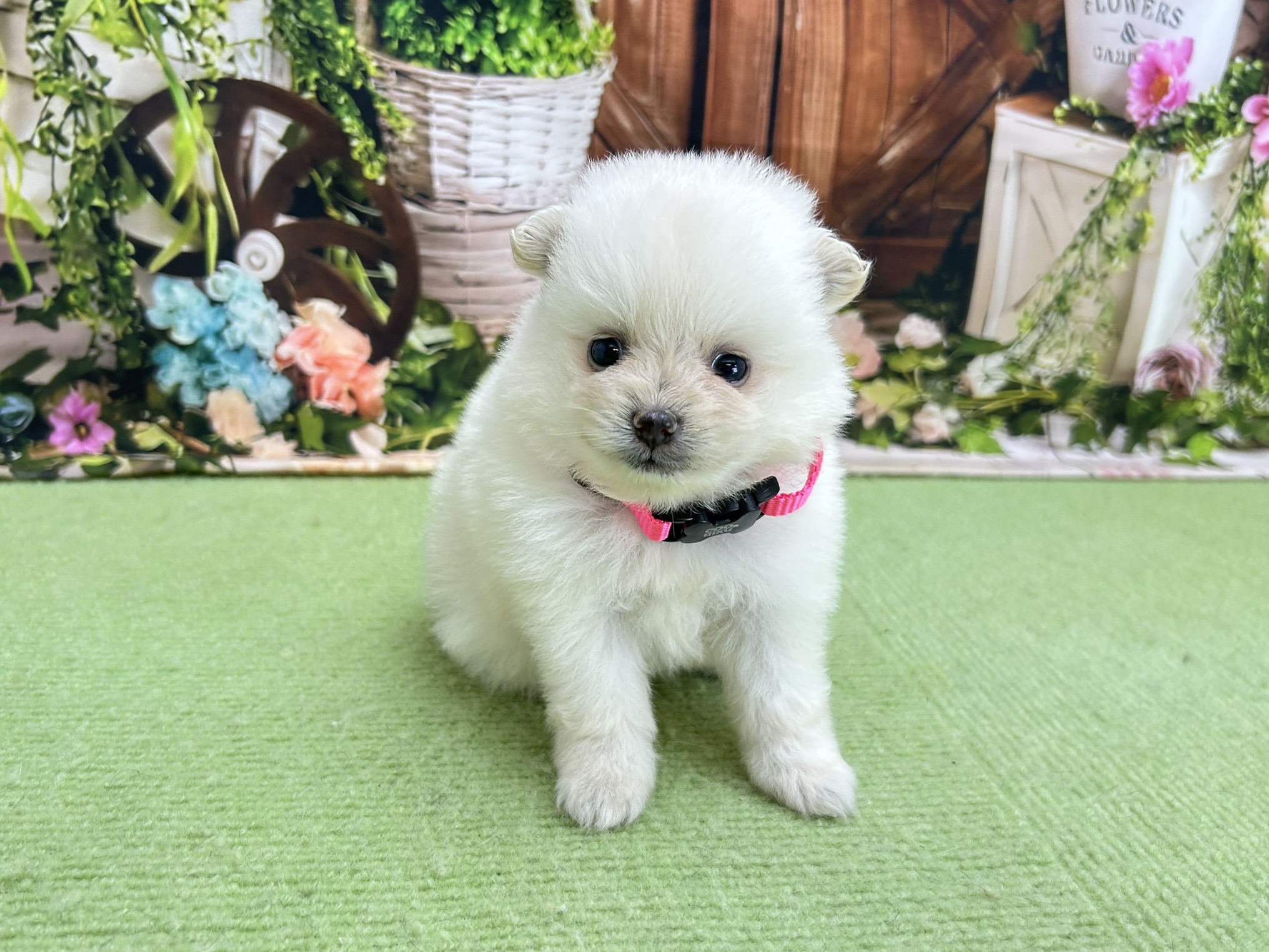 赤ちゃん写真2-1