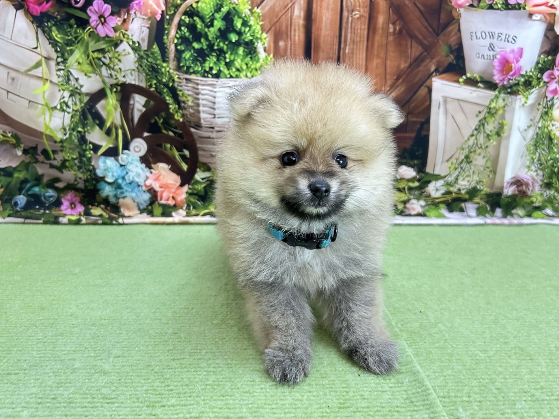 ポメラニアン