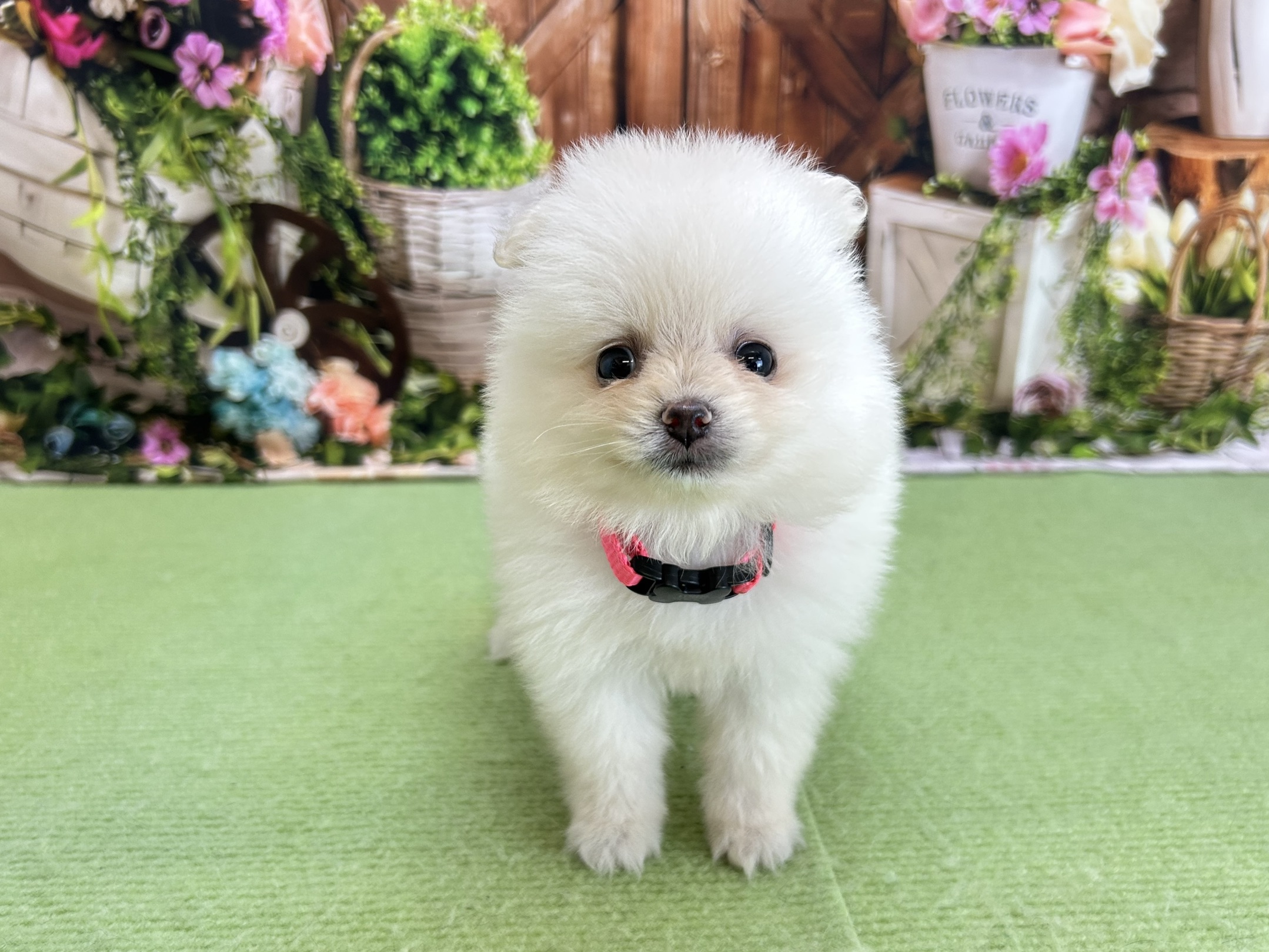 赤ちゃん写真3-1